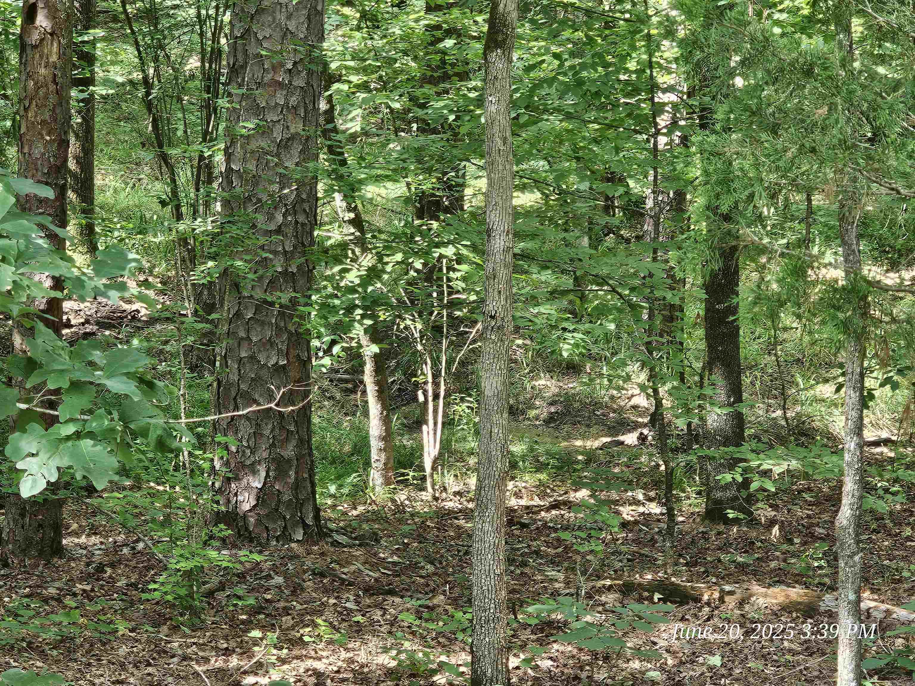 15 Jabali  Hot Springs Village, AR