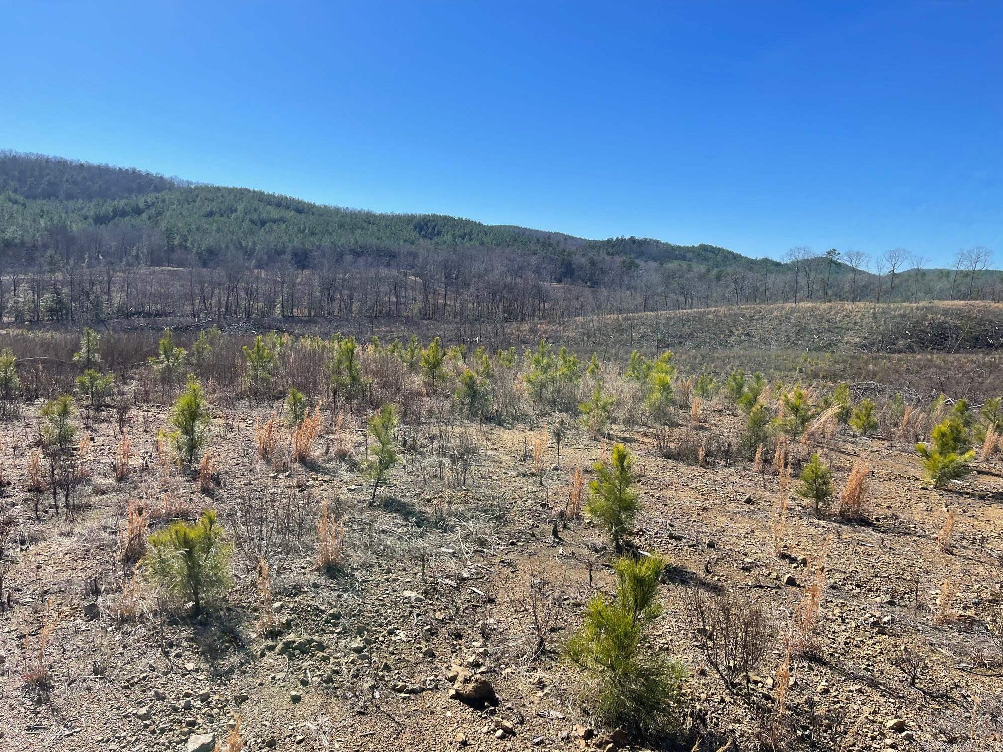 TBD Weyco Road  Hatton, AR