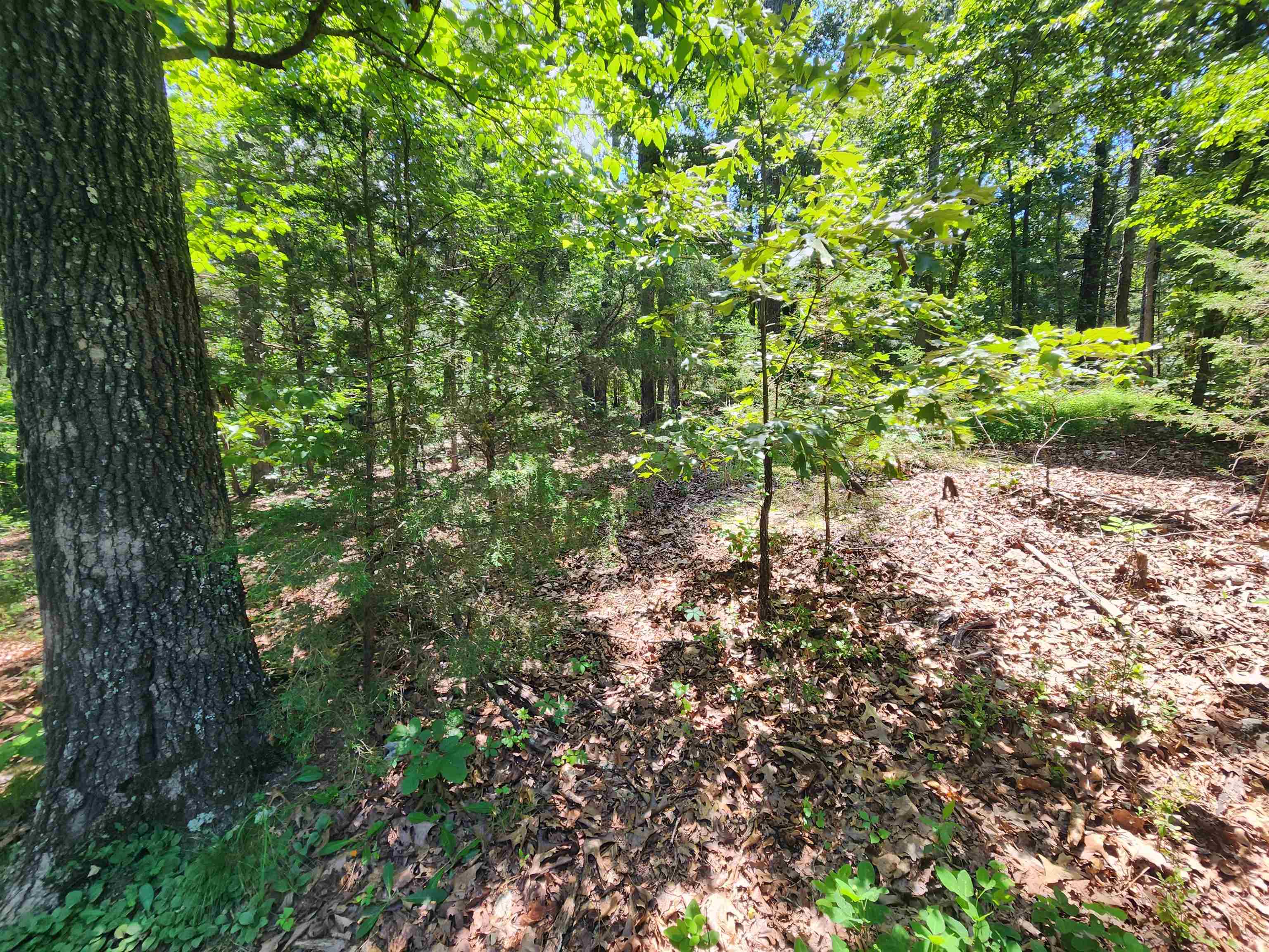 L10B9 Quarez  Cherokee Village, AR