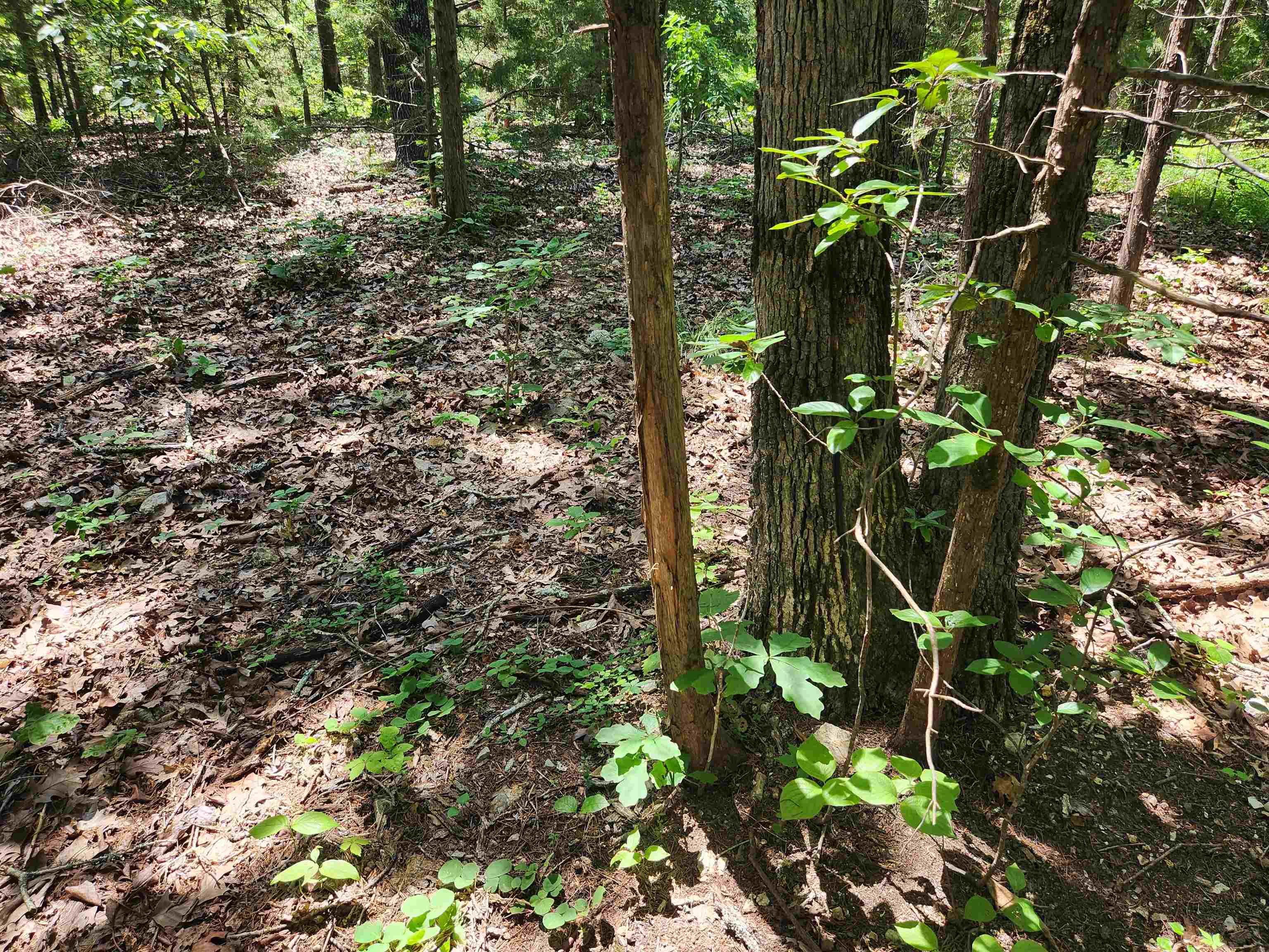 L10B9 Quarez  Cherokee Village, AR