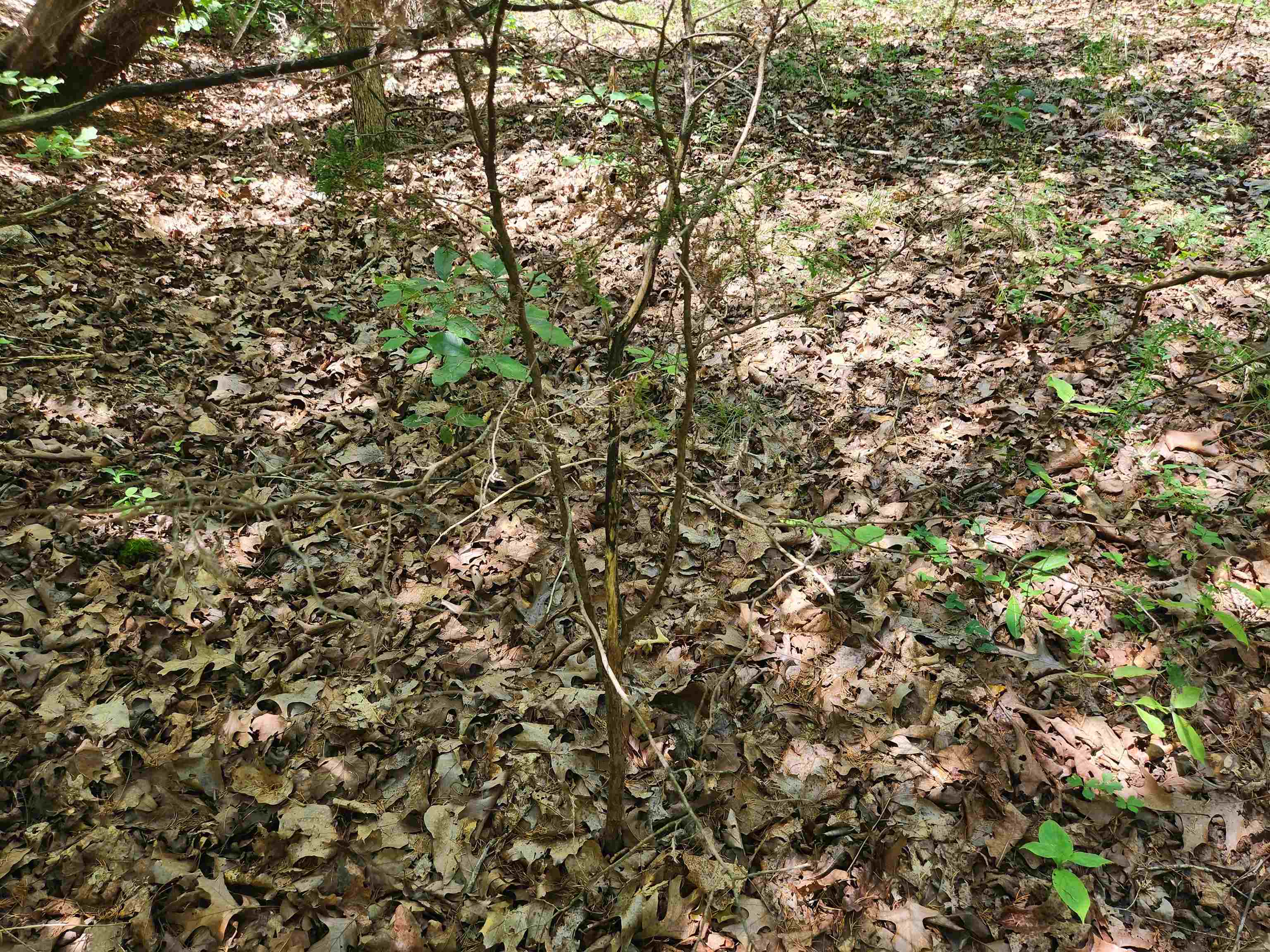 L10B9 Quarez  Cherokee Village, AR