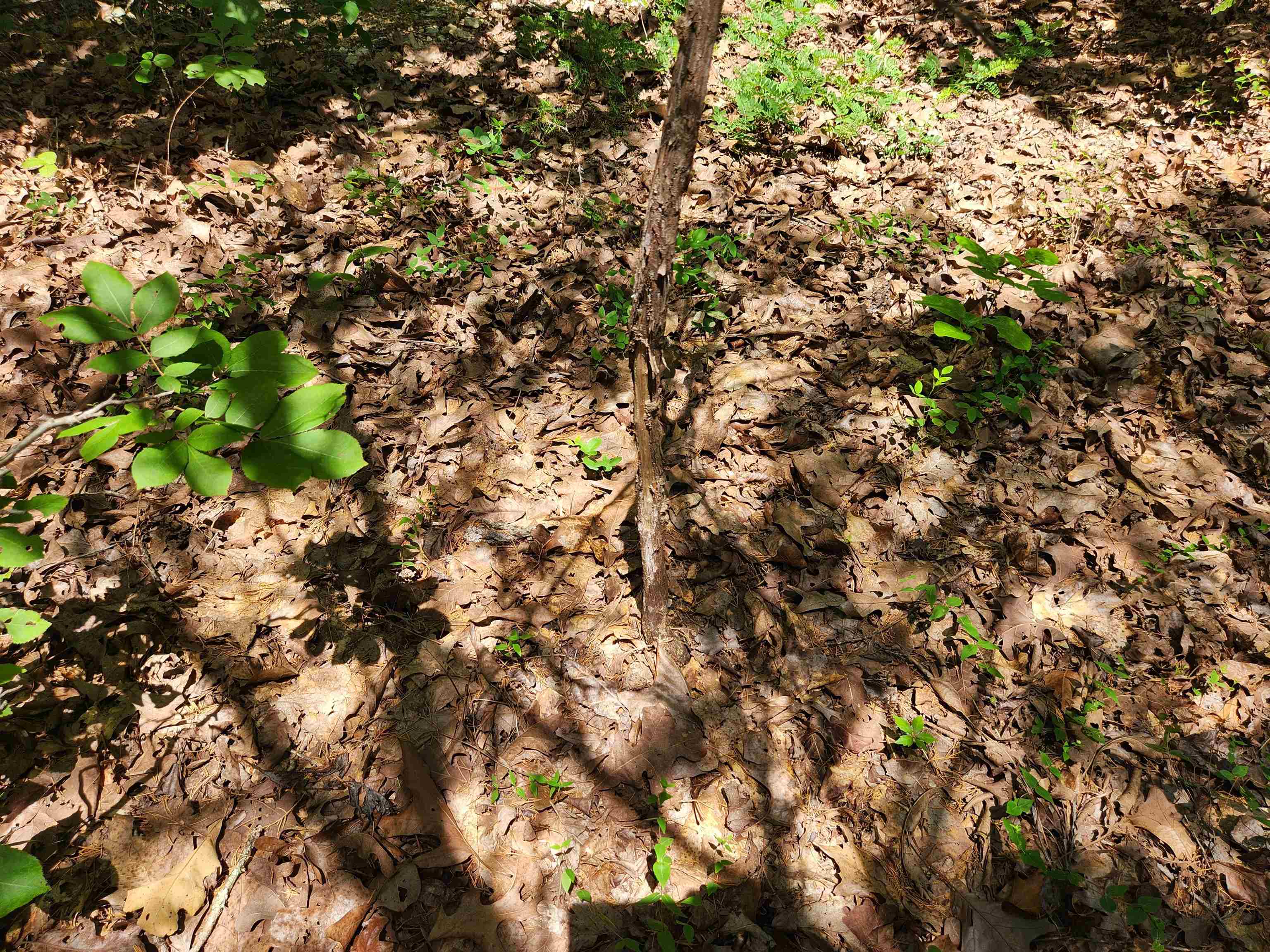 L10B9 Quarez  Cherokee Village, AR