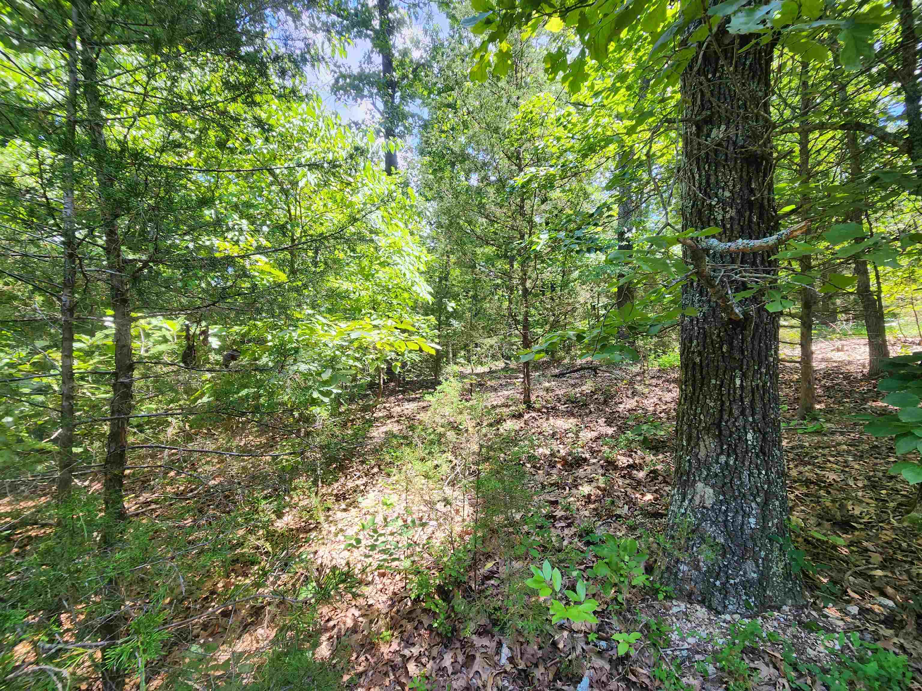 L10B9 Quarez  Cherokee Village, AR