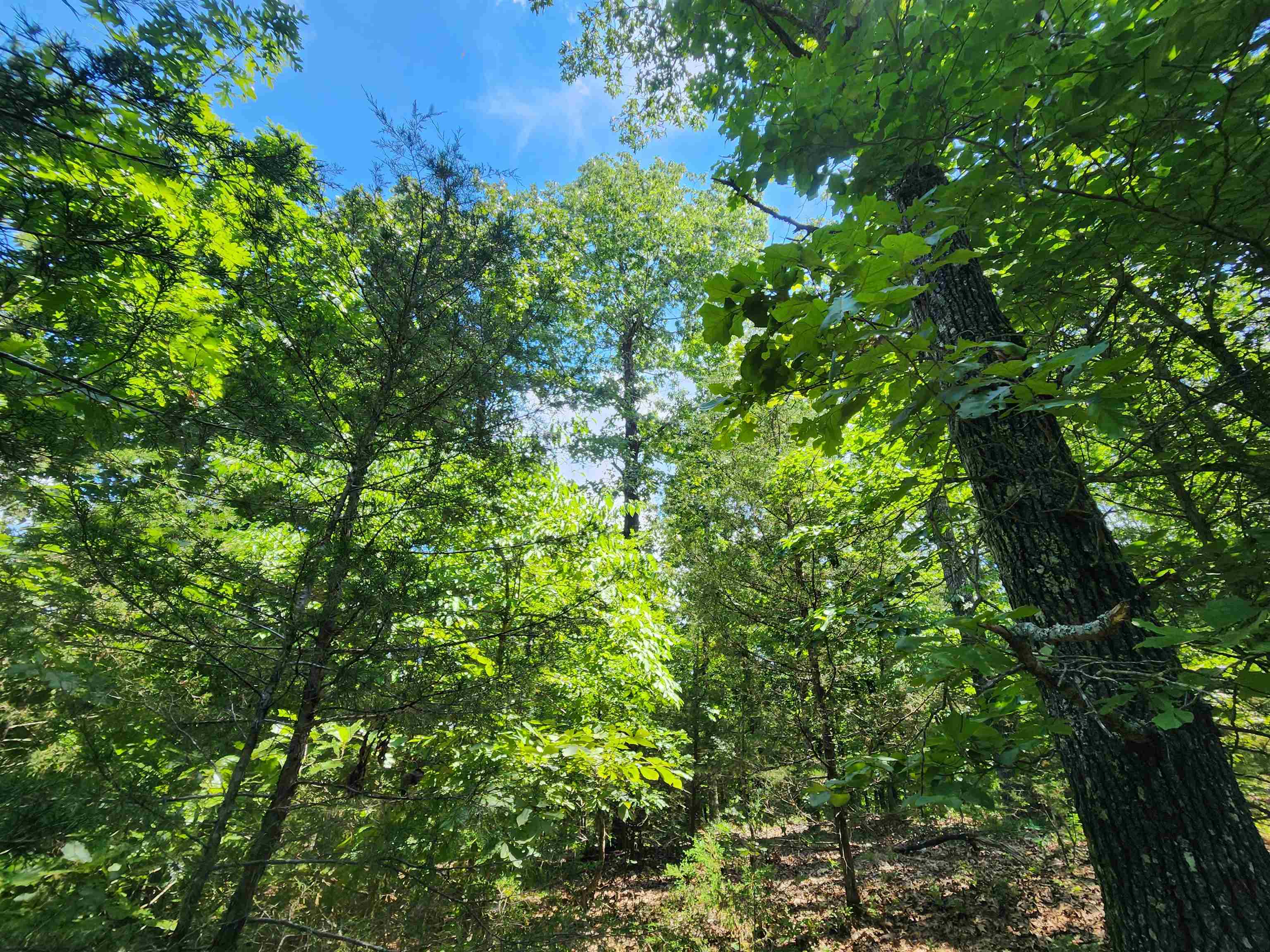 L10B9 Quarez  Cherokee Village, AR