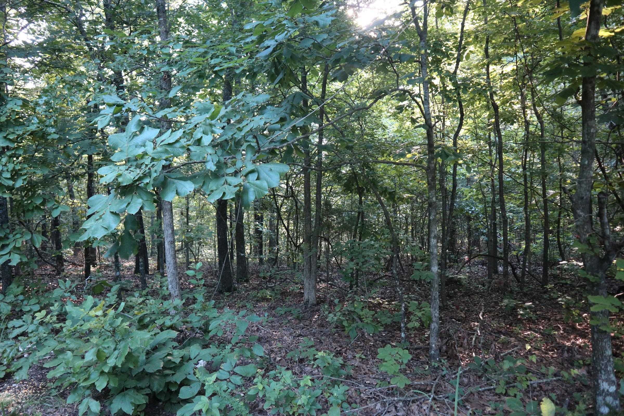 TBD Wynona Rd  Ash Flat, AR