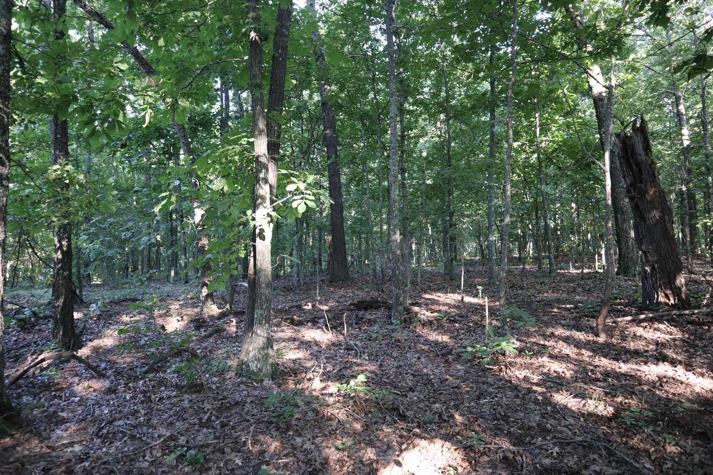 TBD Wynona Rd  Ash Flat, AR