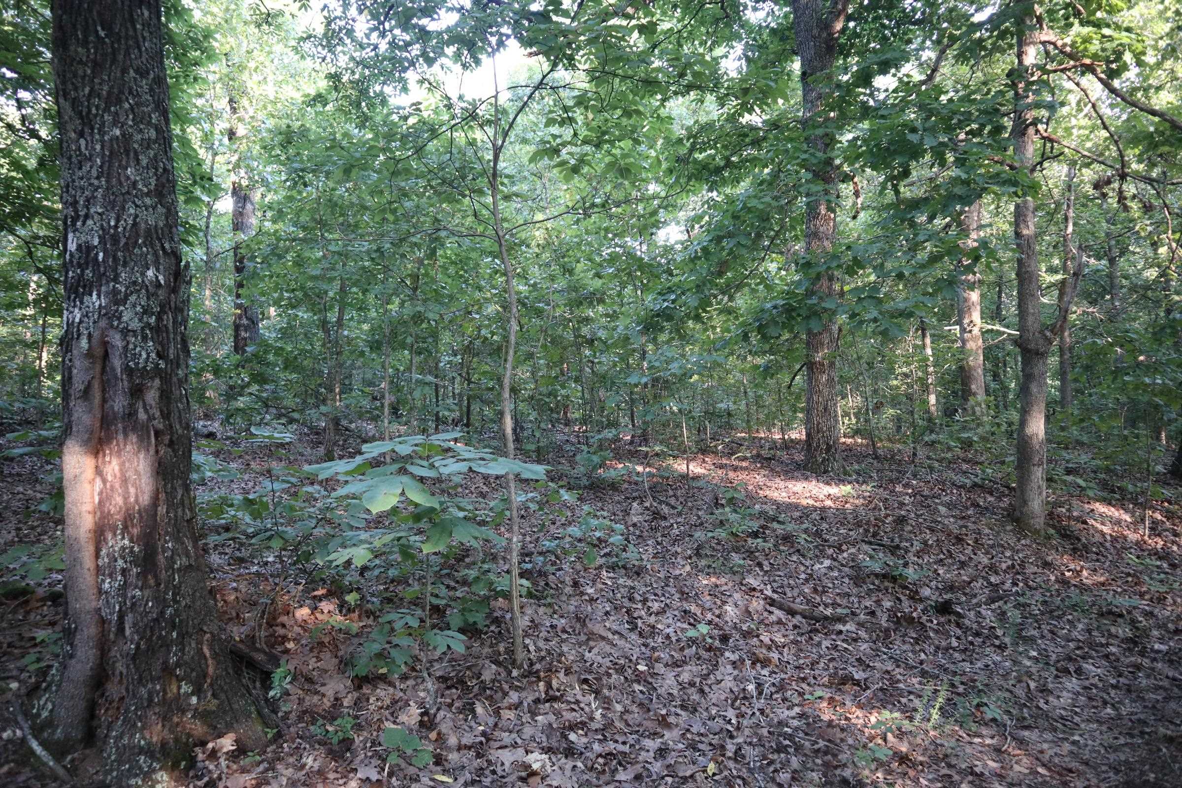 TBD Wynona Rd  Ash Flat, AR