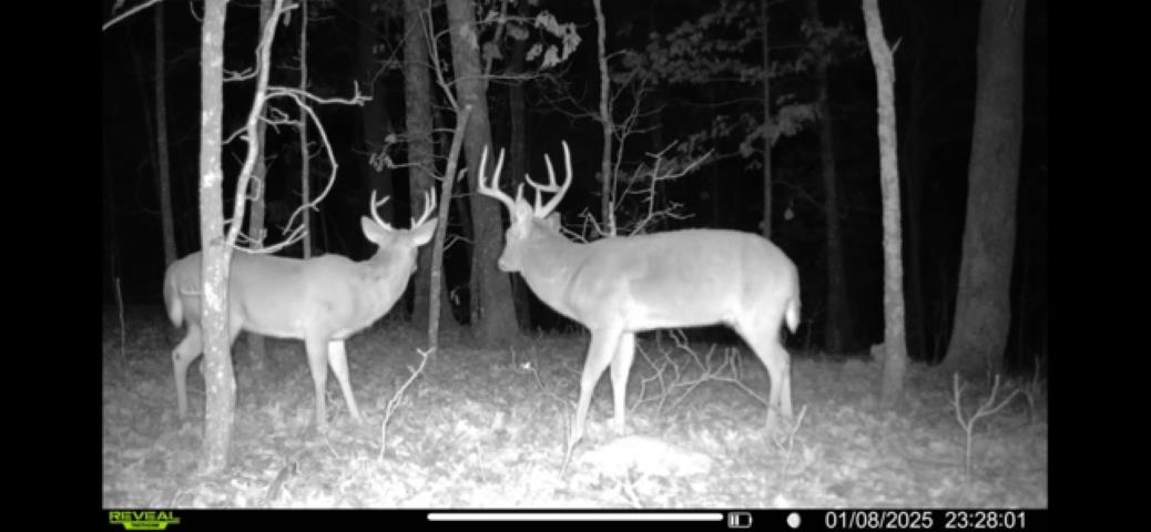 TBD Wynona Rd  Ash Flat, AR