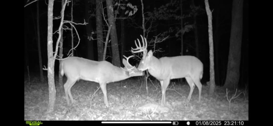 TBD Wynona Rd  Ash Flat, AR