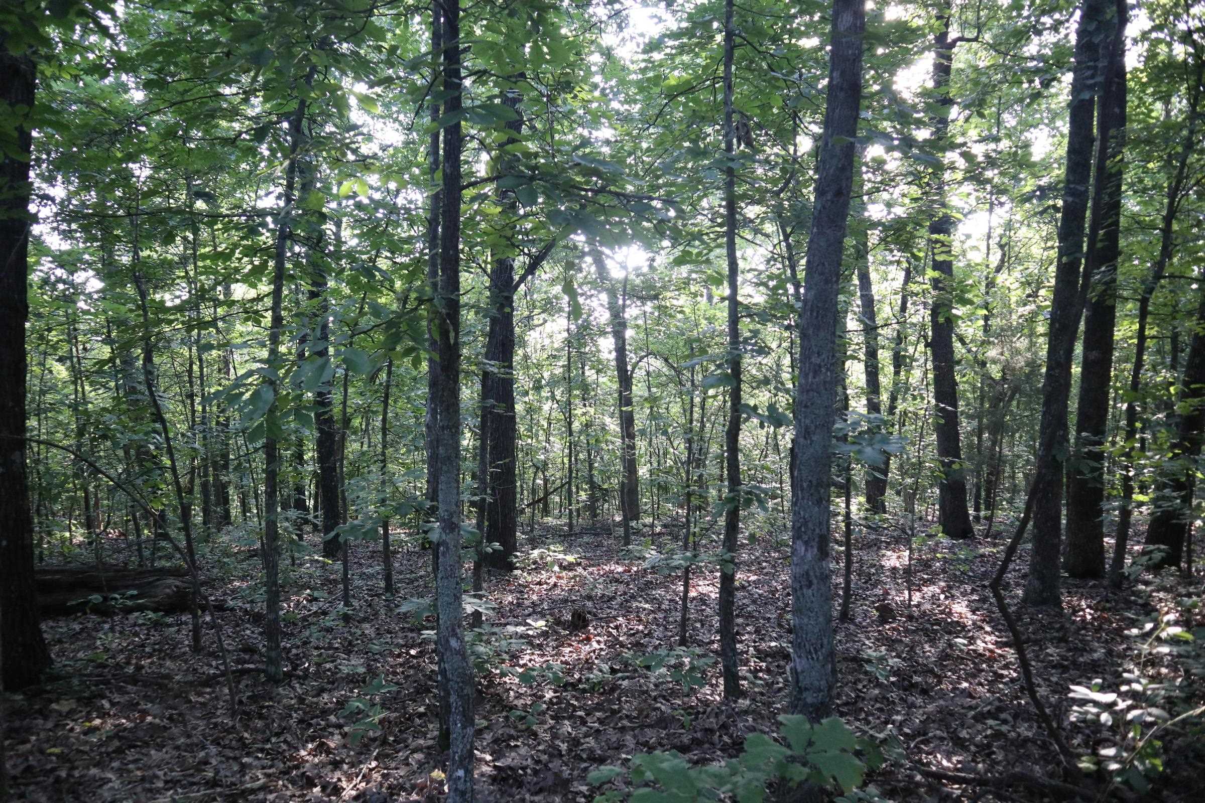 TBD Wynona Rd  Ash Flat, AR