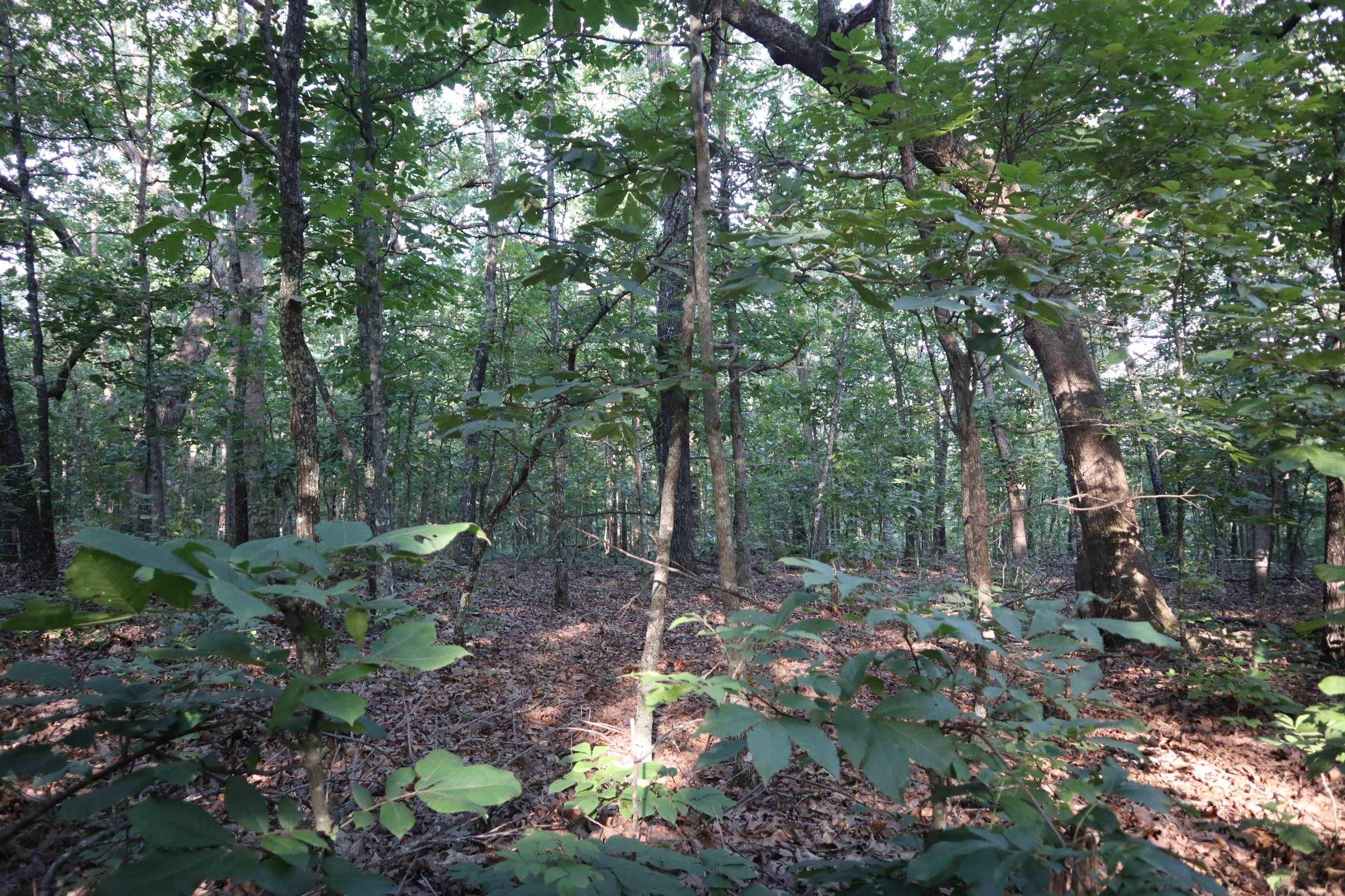 TBD Wynona Rd  Ash Flat, AR