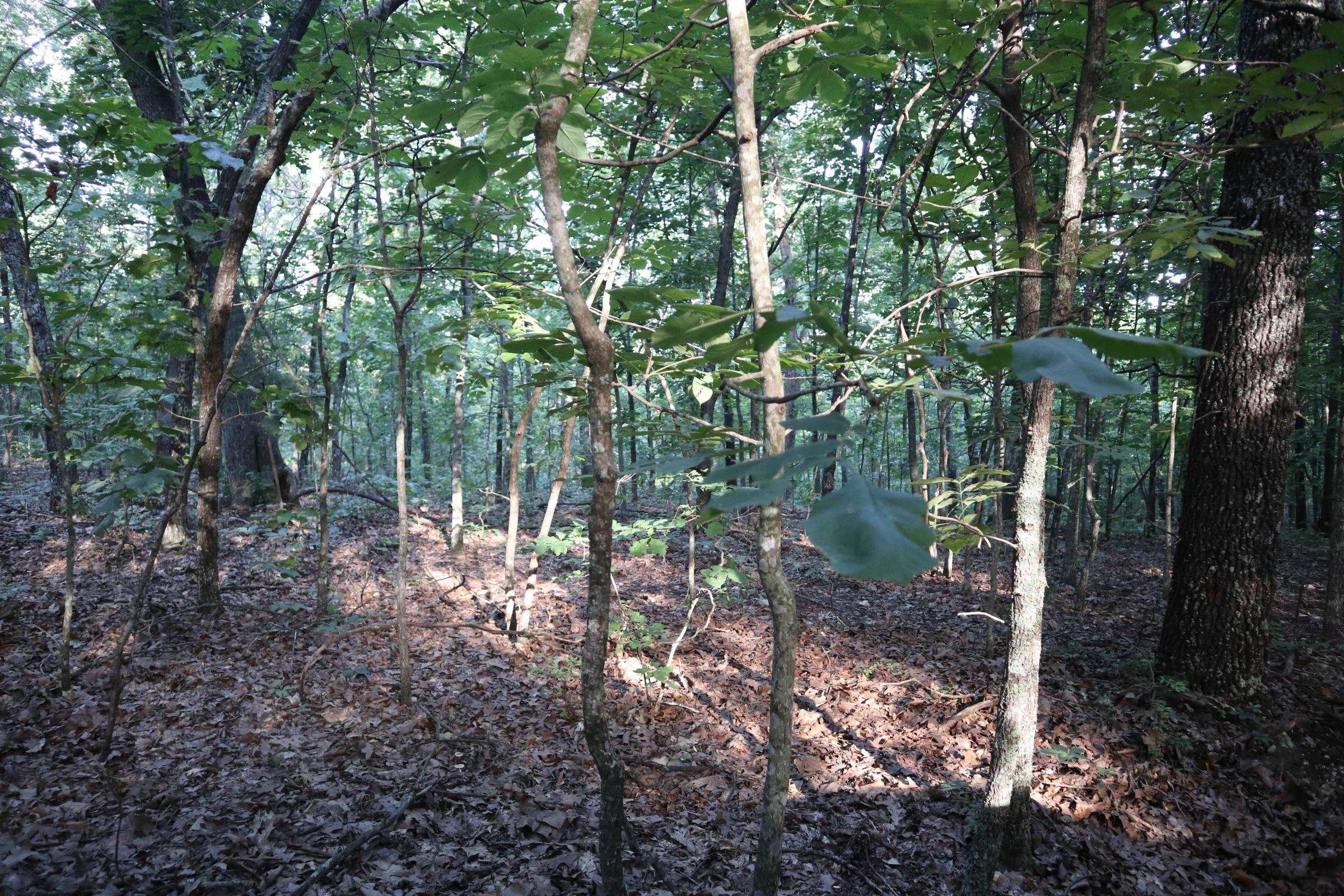 TBD Wynona Rd  Ash Flat, AR