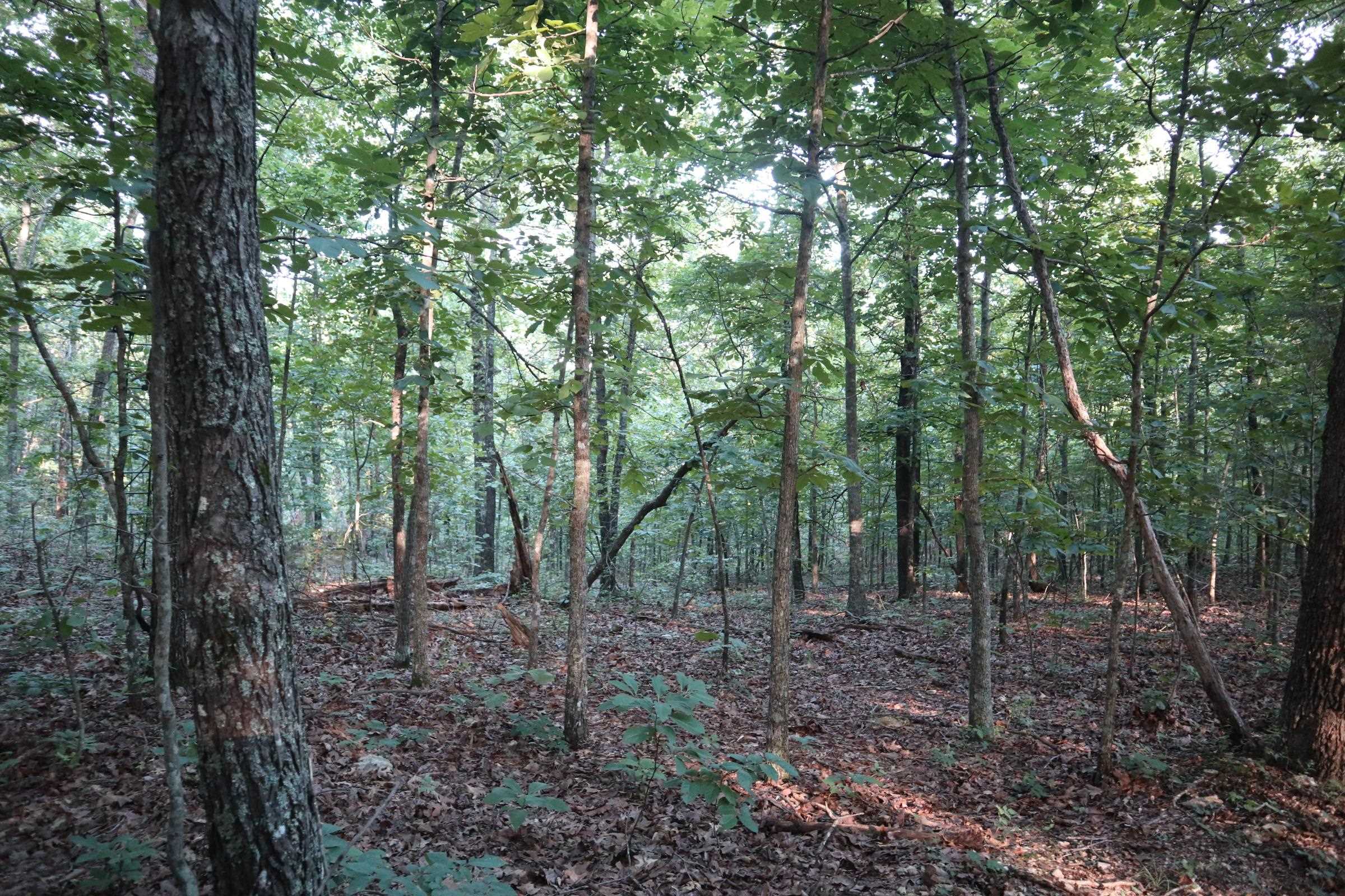 TBD Wynona Rd  Ash Flat, AR