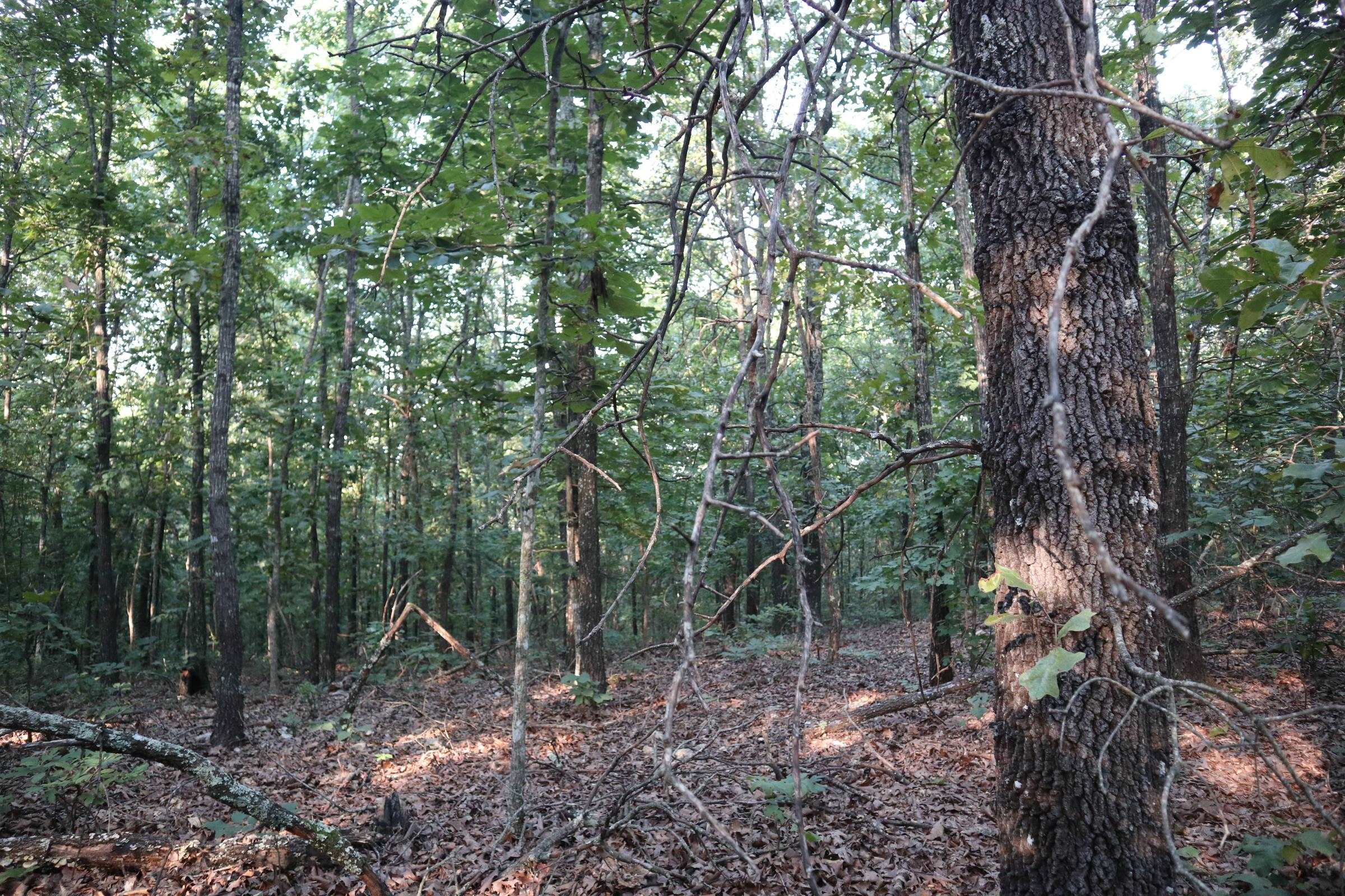 TBD Wynona Rd  Ash Flat, AR