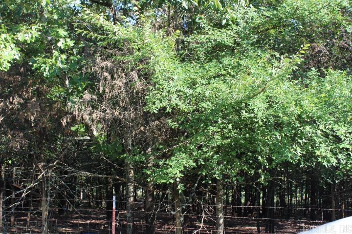 231 Billy Goat Mountain  Vilonia, AR