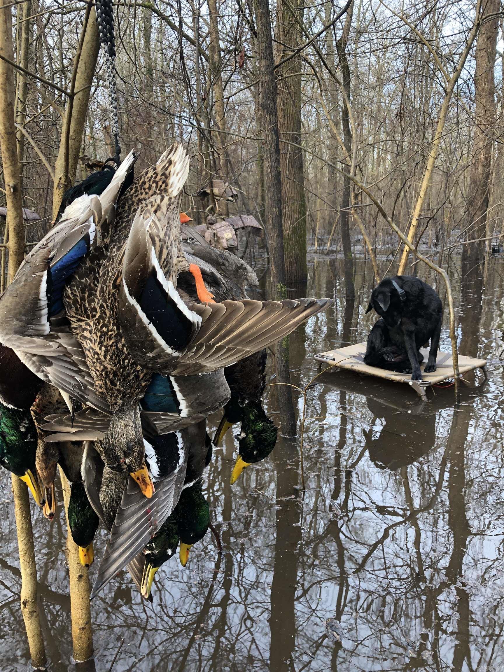 00 70  Biscoe, AR
