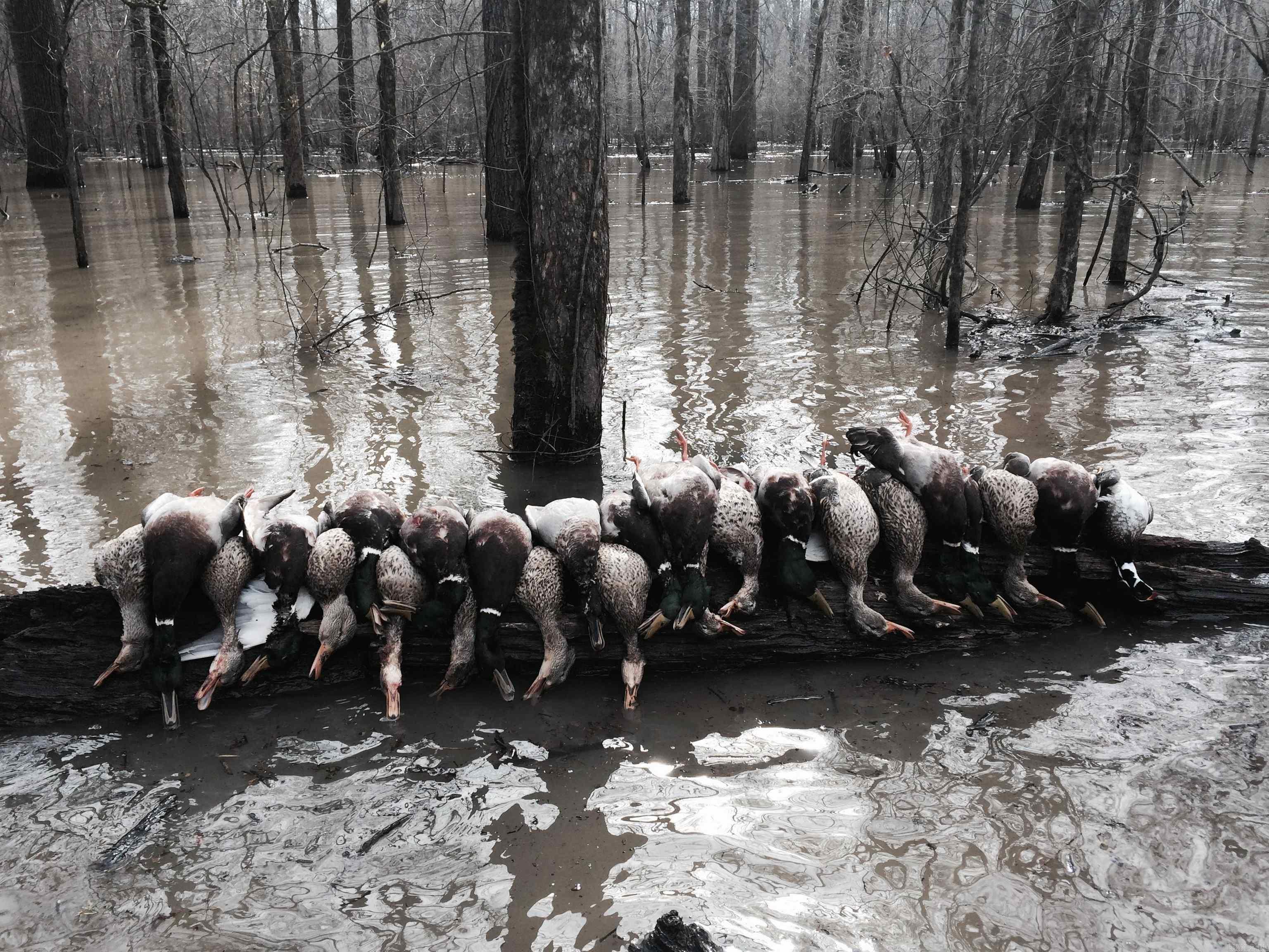 00 70  Biscoe, AR