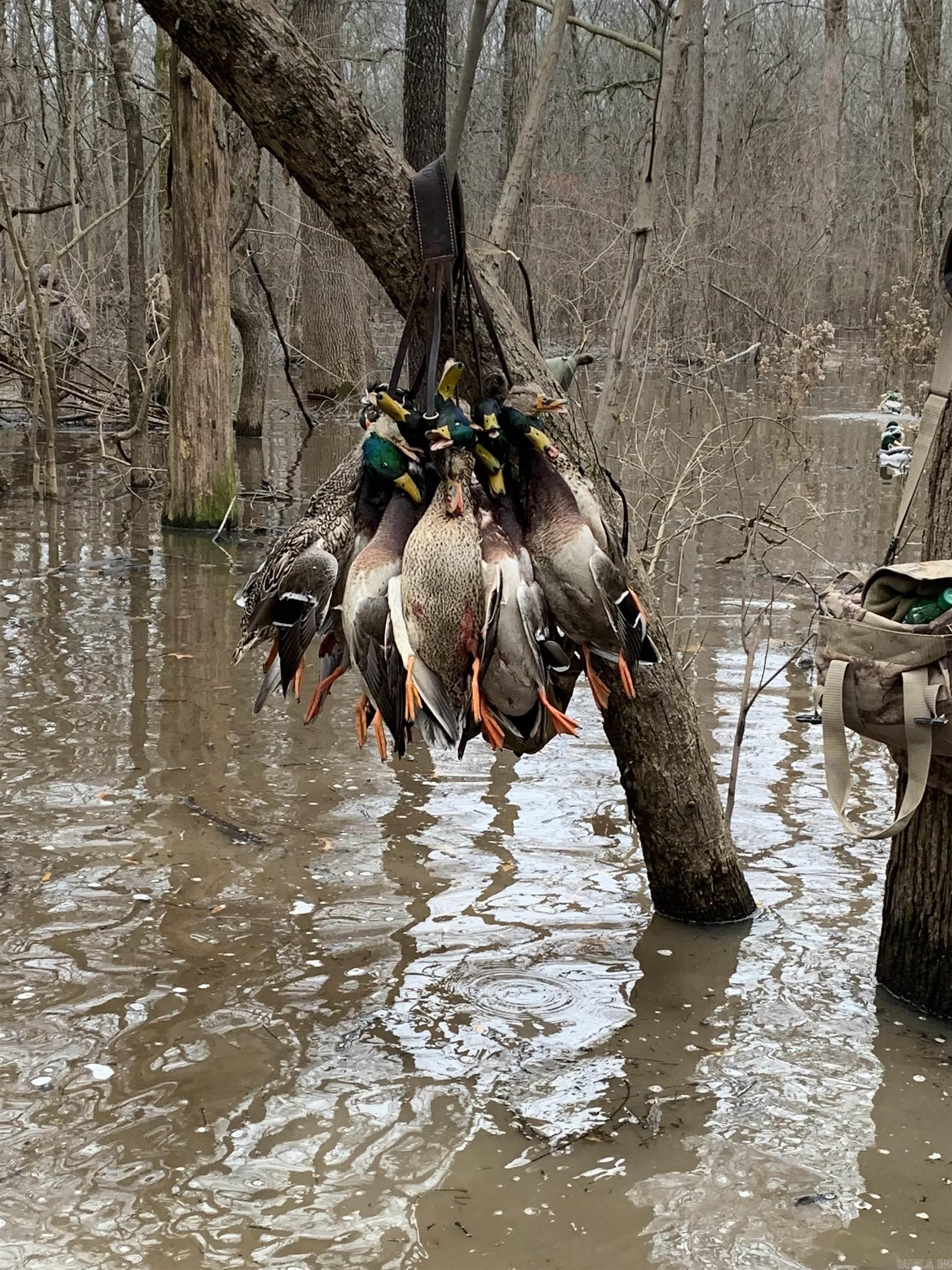 00 70  Biscoe, AR