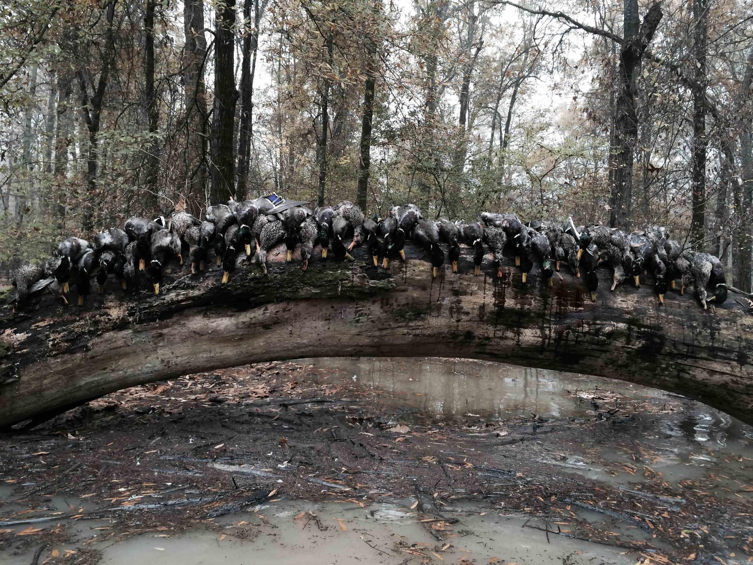 00 70  Biscoe, AR