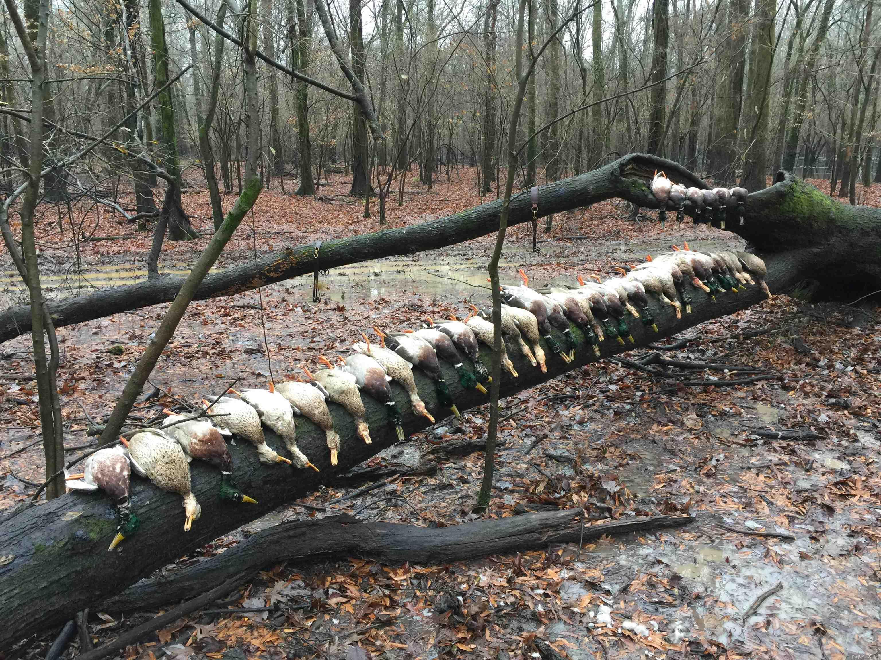 00 70  Biscoe, AR