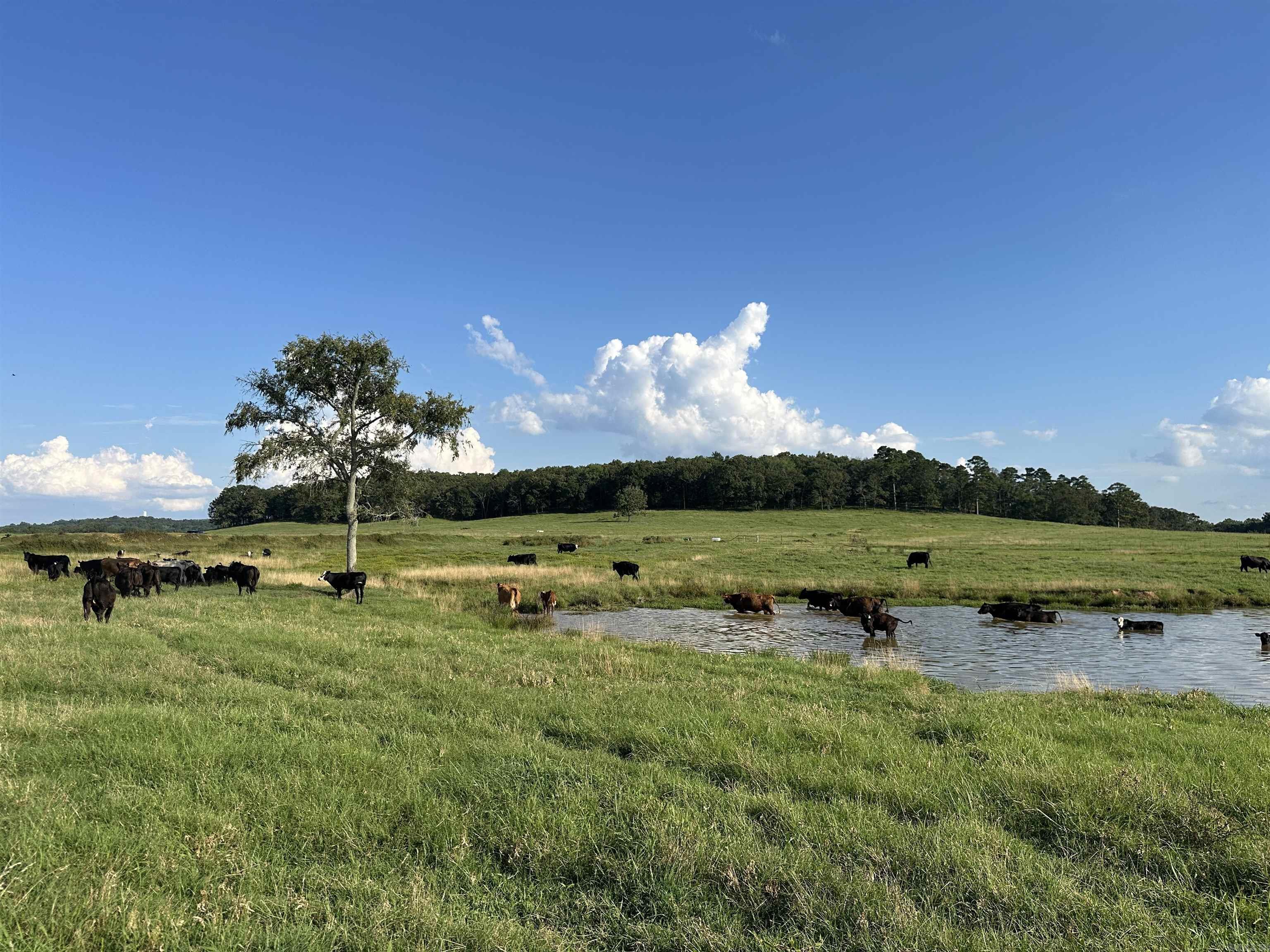 181 Lovers Lane  Bigelow, AR