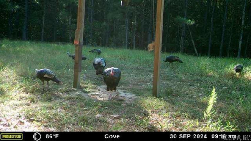 811 Polk Road 21  Cove, AR