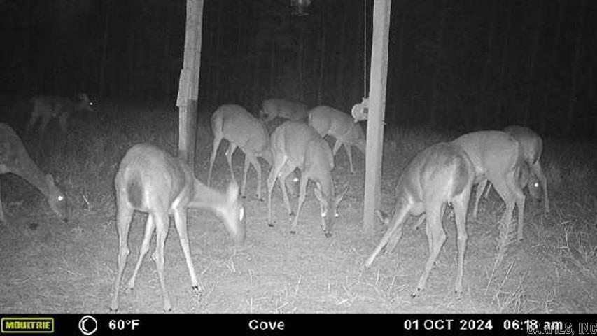 811 Polk Road 21  Cove, AR