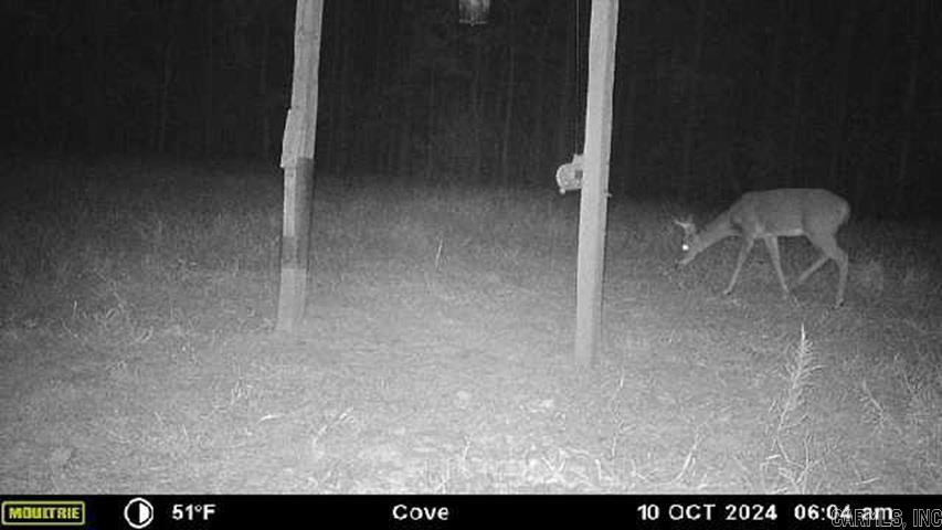 811 Polk Road 21  Cove, AR