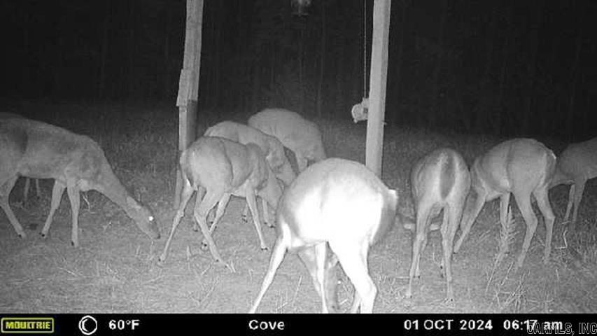 811 Polk Road 21  Cove, AR