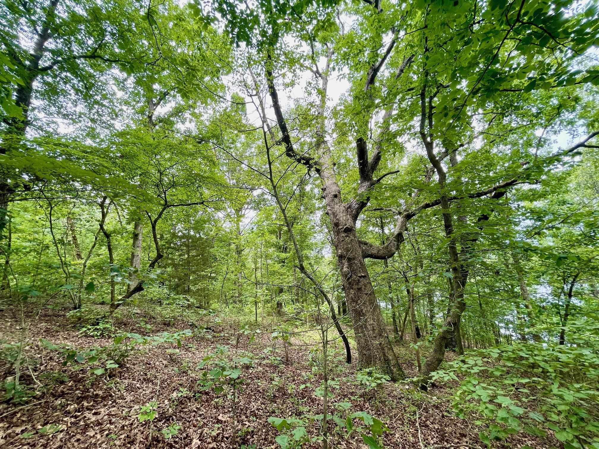 300 Isabella  Horseshoe Bend, AR