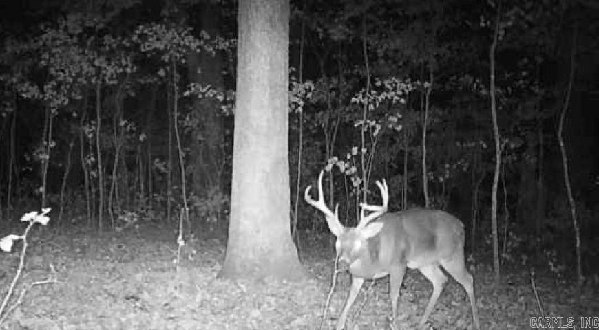 000 FS 1548  Pettigrew, AR