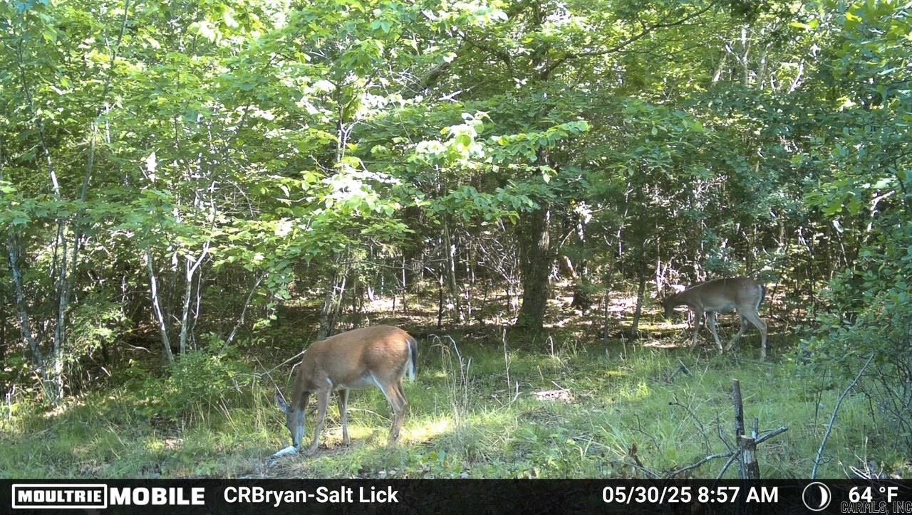  Sunnyland  Mountain View, AR