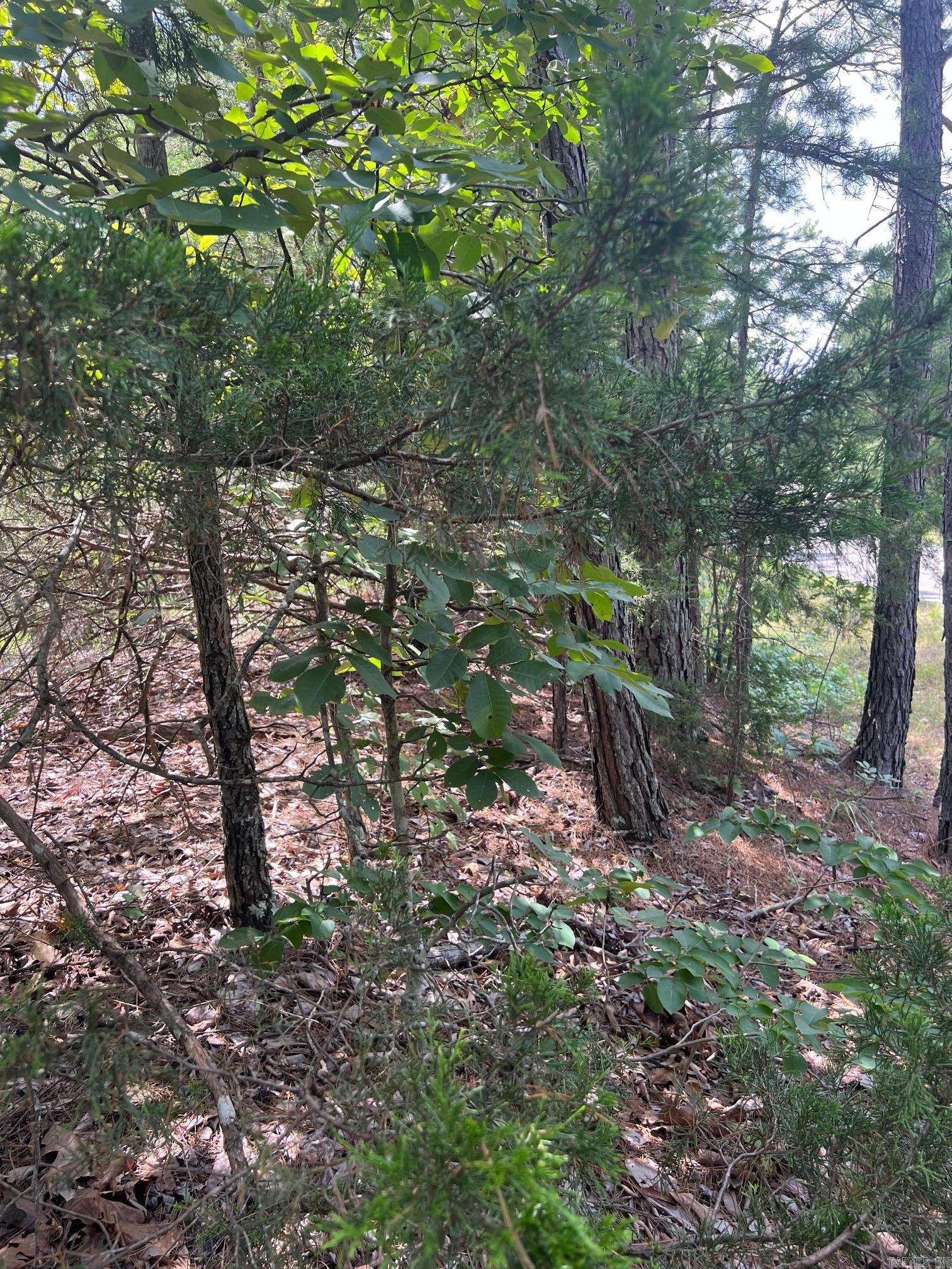000 Burnt Ridge  Shirley, AR