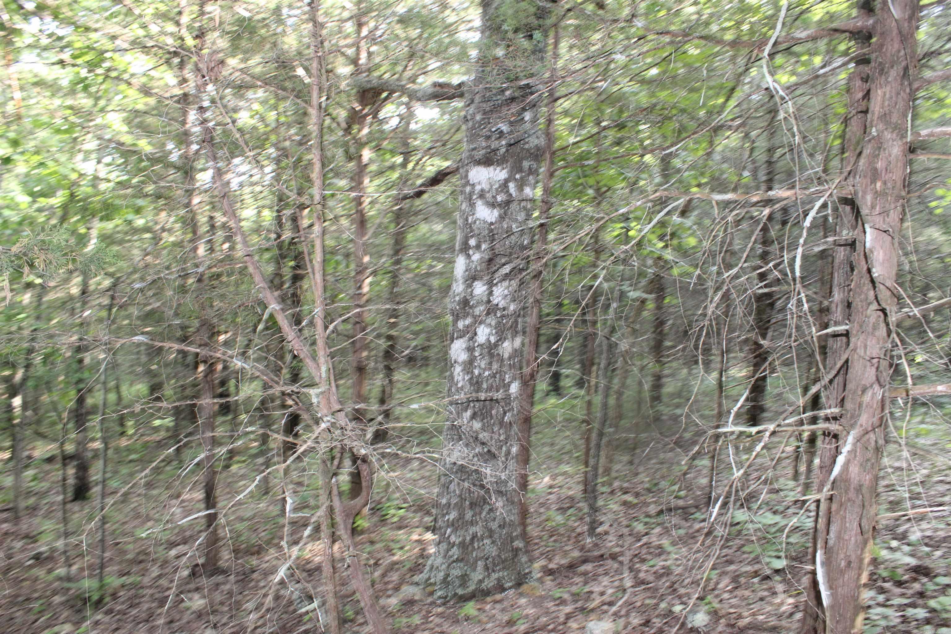1310 Michigan Ave  Horseshoe Bend, AR