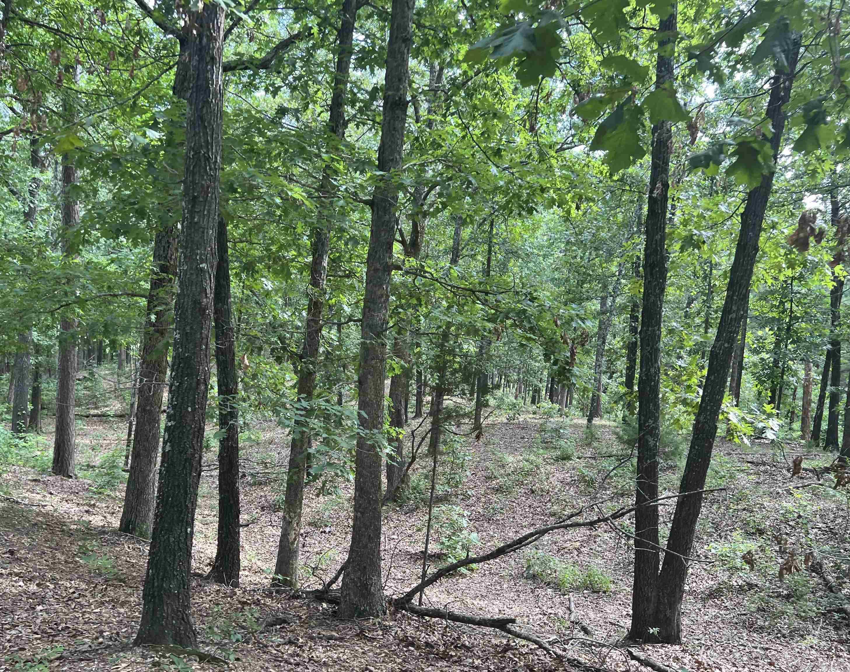 454 Cattail  Saint Joe, AR