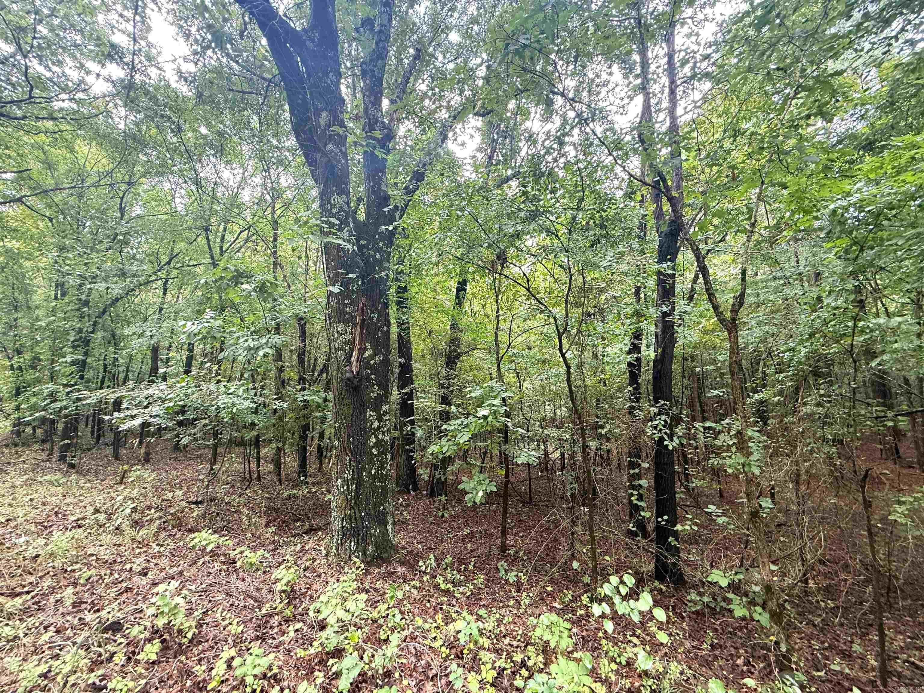1 Clay 472/461  Piggott, AR