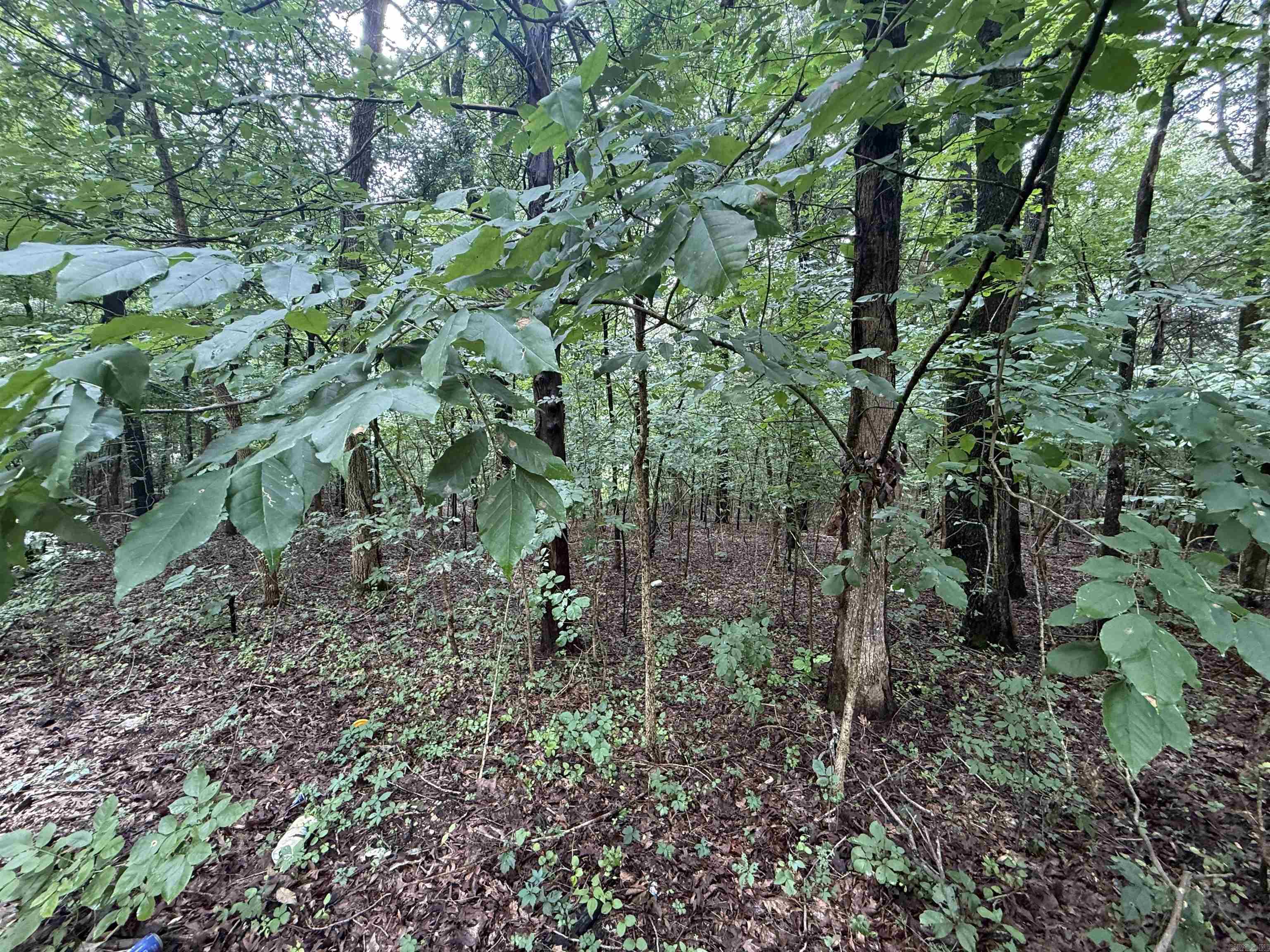 1 Clay 472/461  Piggott, AR