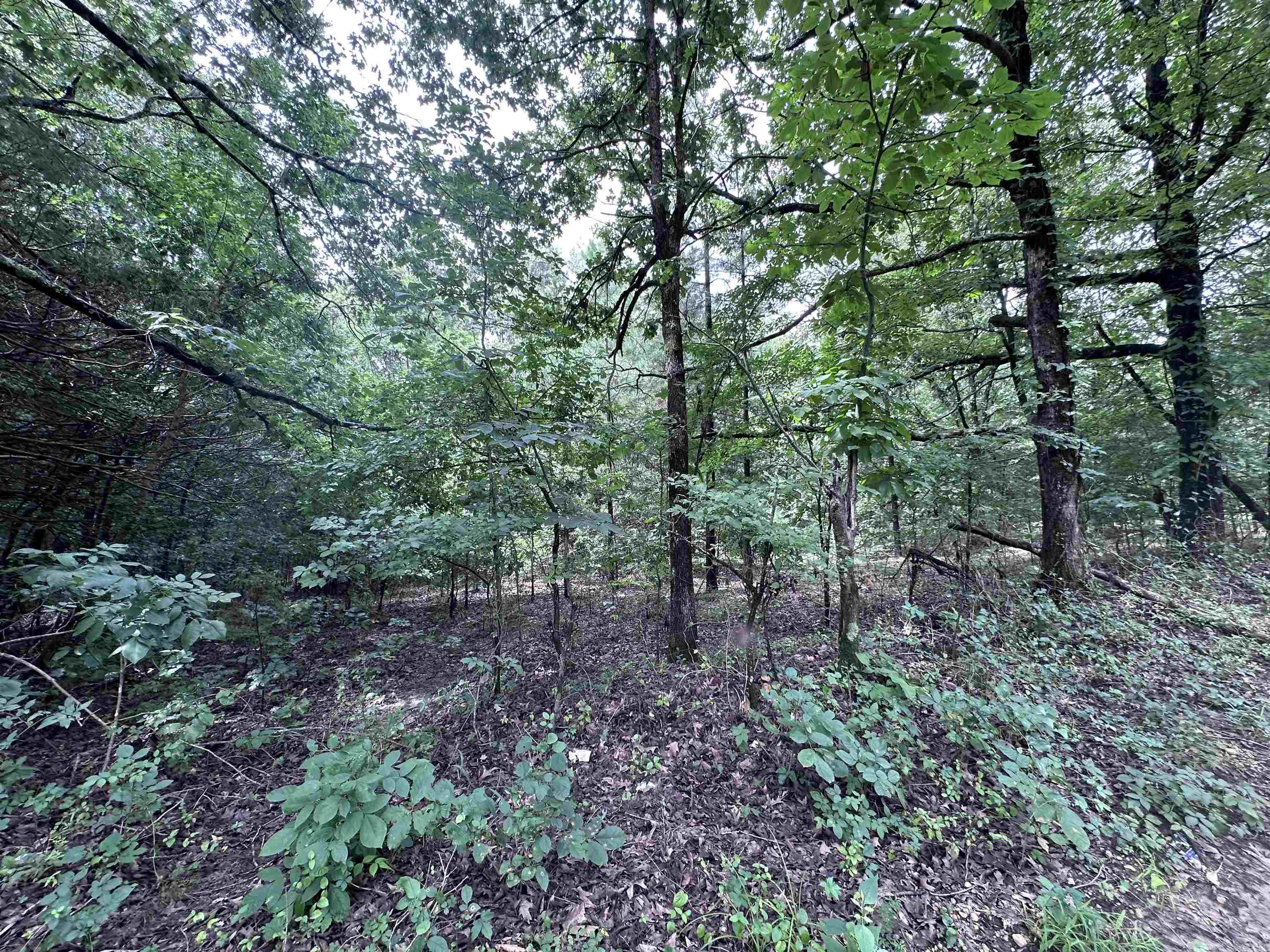 1 Clay 472/461  Piggott, AR