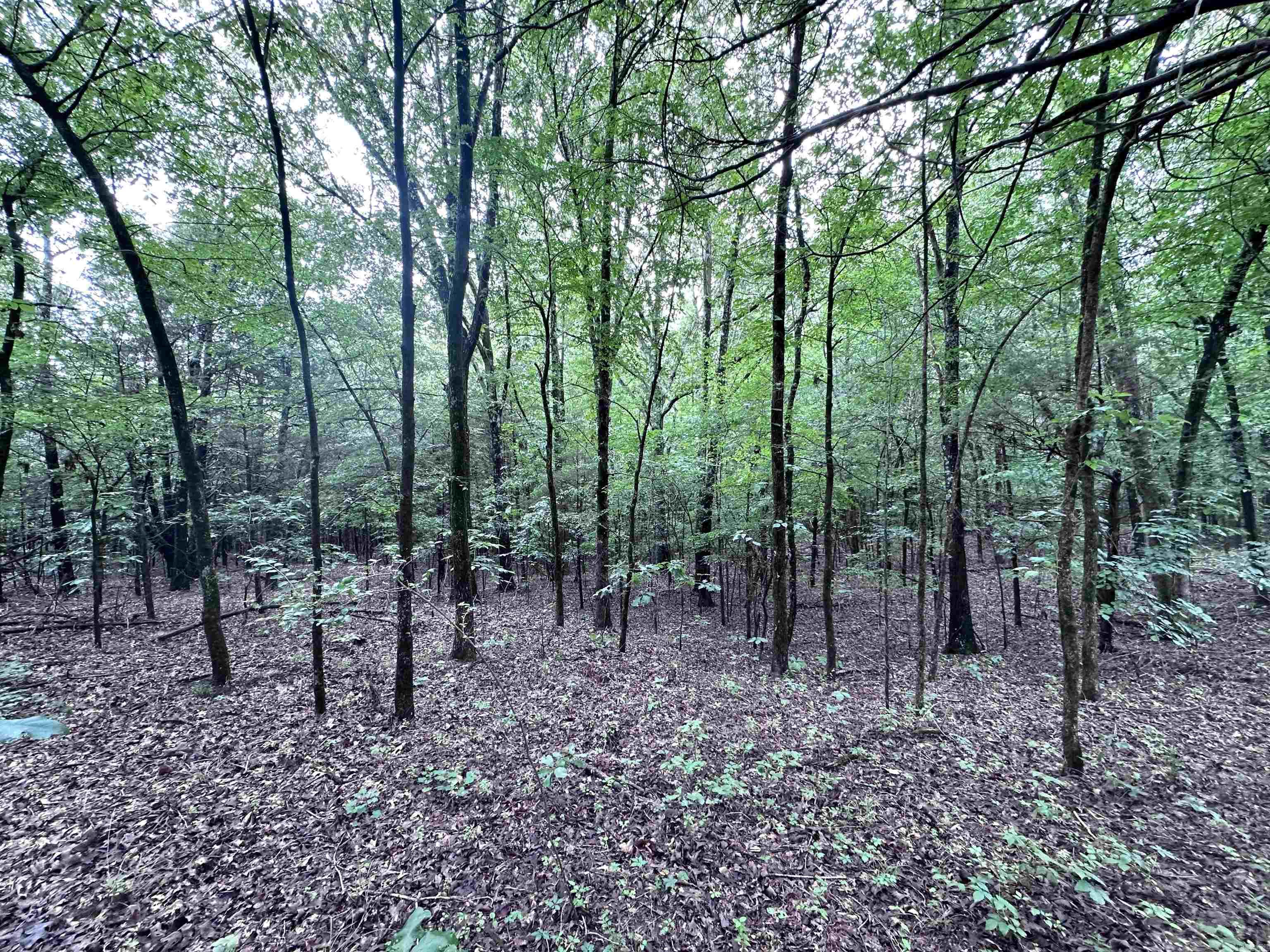 1 Clay 472/461  Piggott, AR