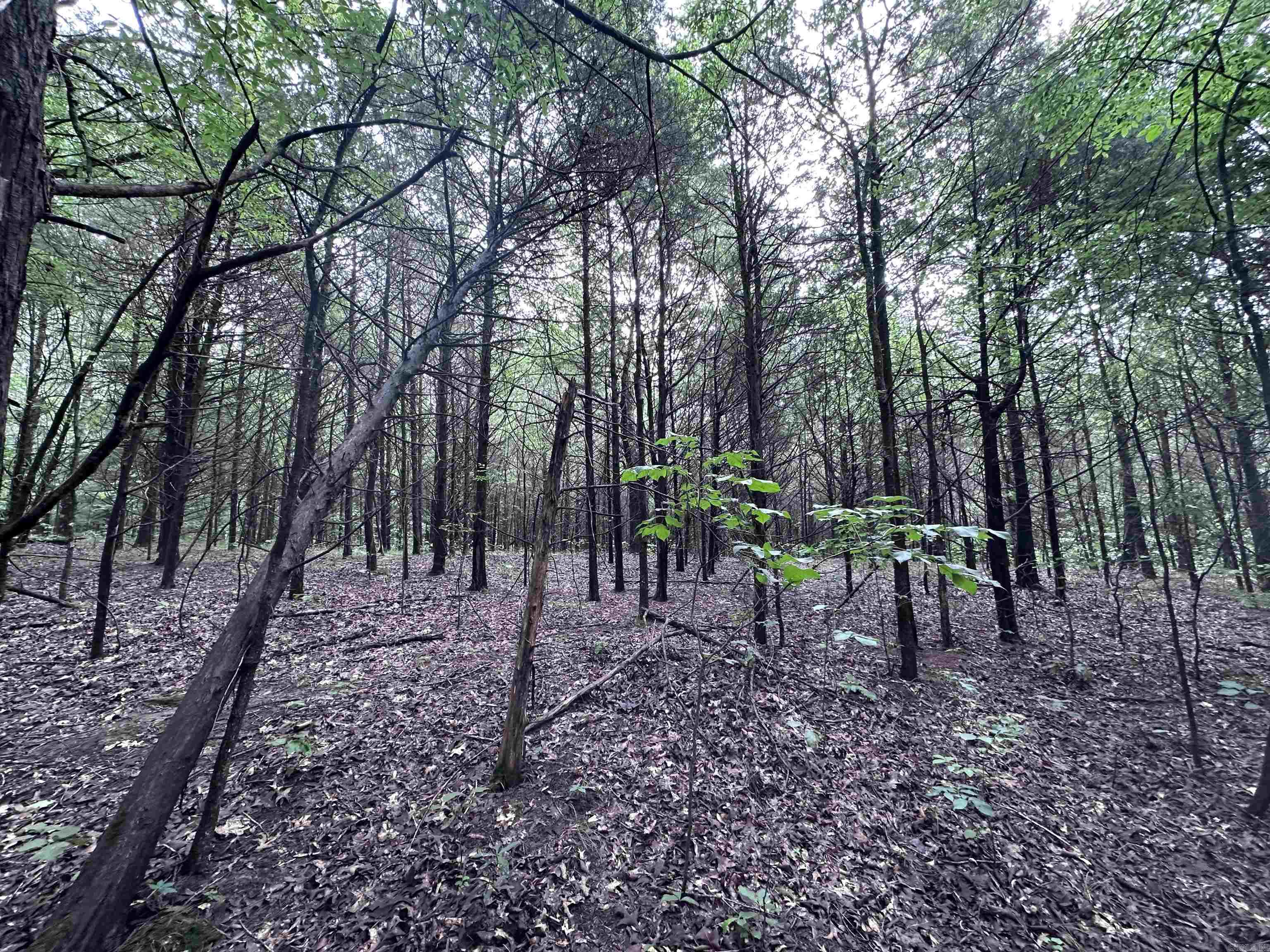 1 Clay 472/461  Piggott, AR