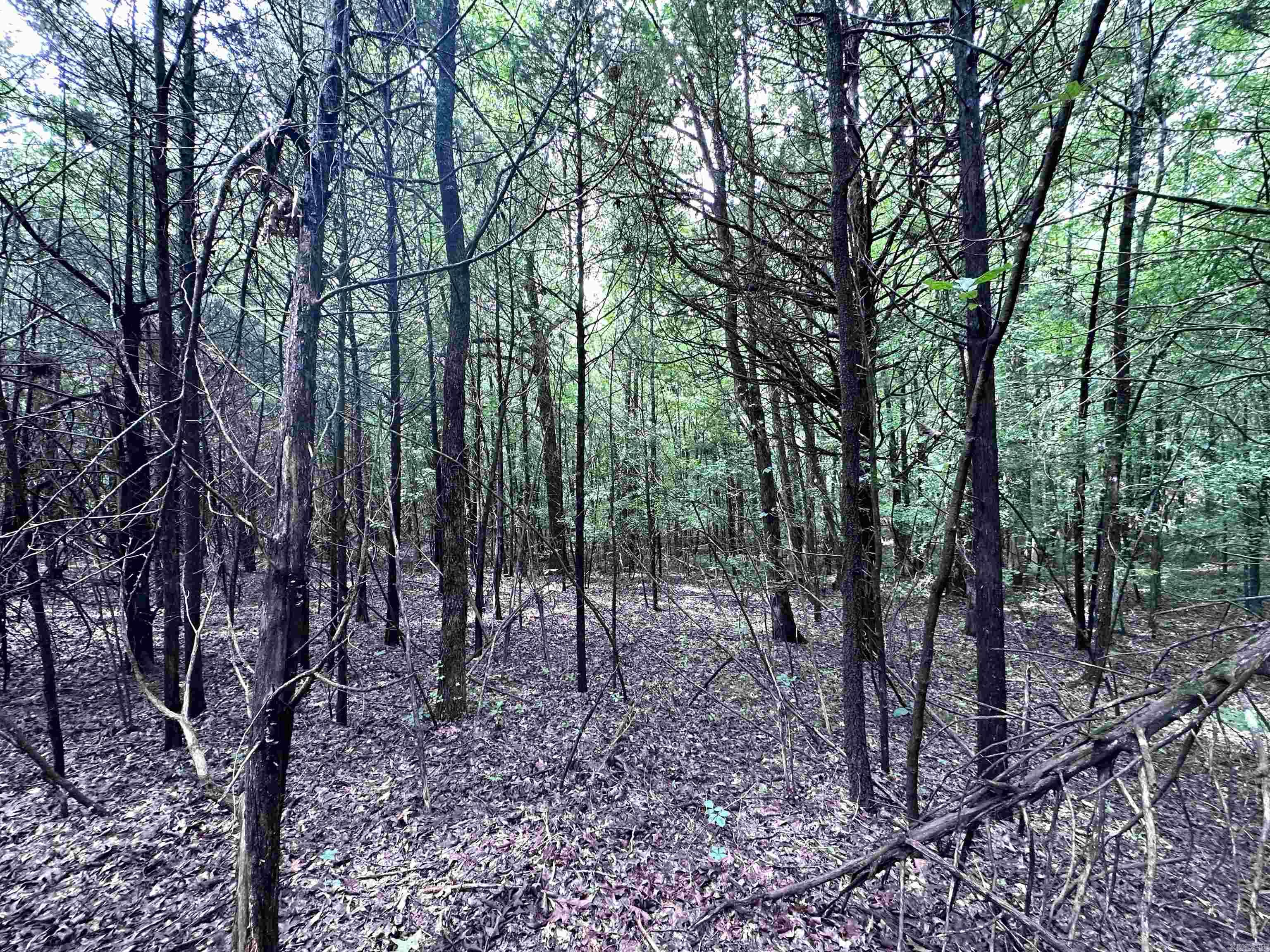 1 Clay 472/461  Piggott, AR