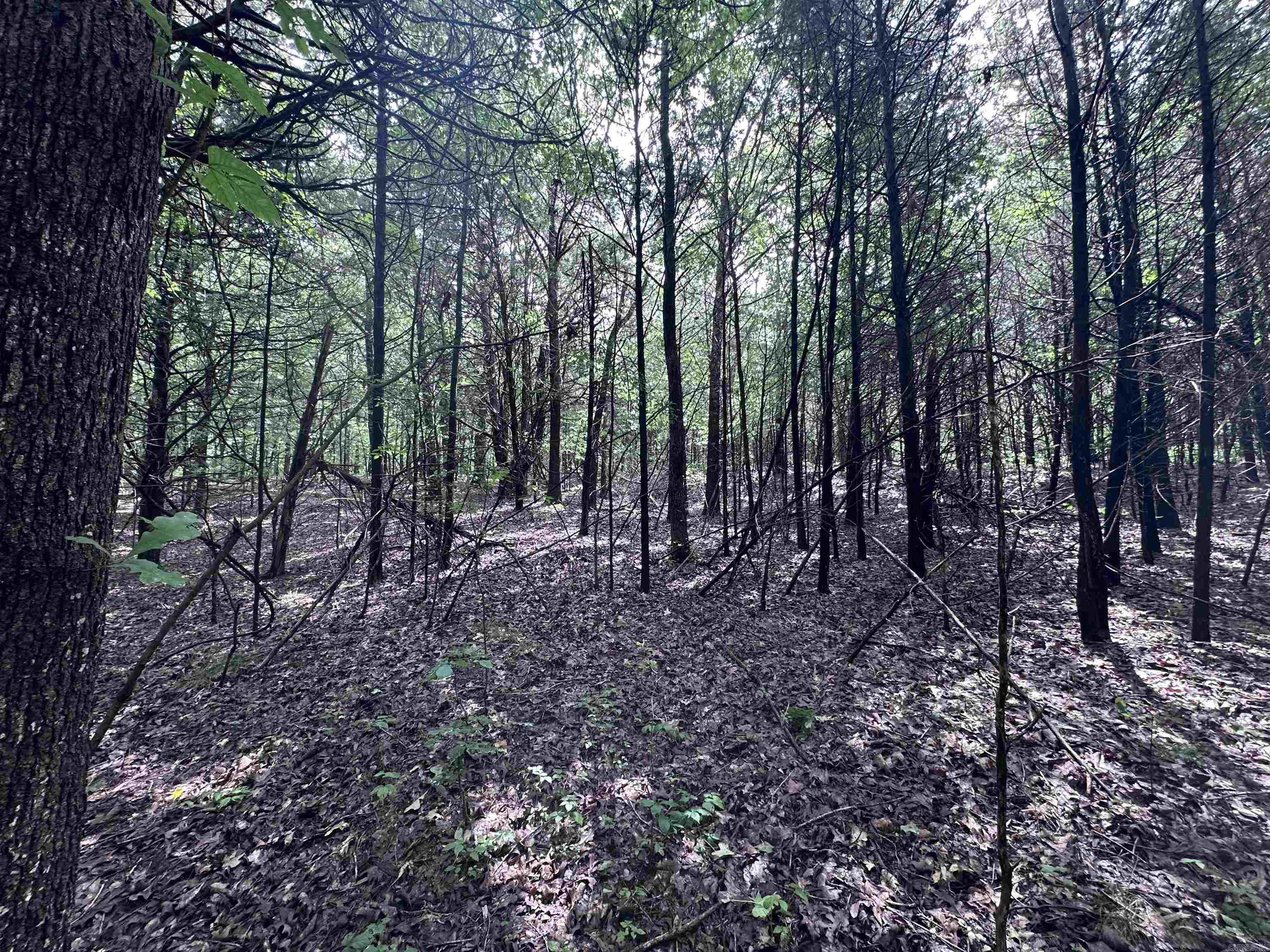 1 Clay 472/461  Piggott, AR
