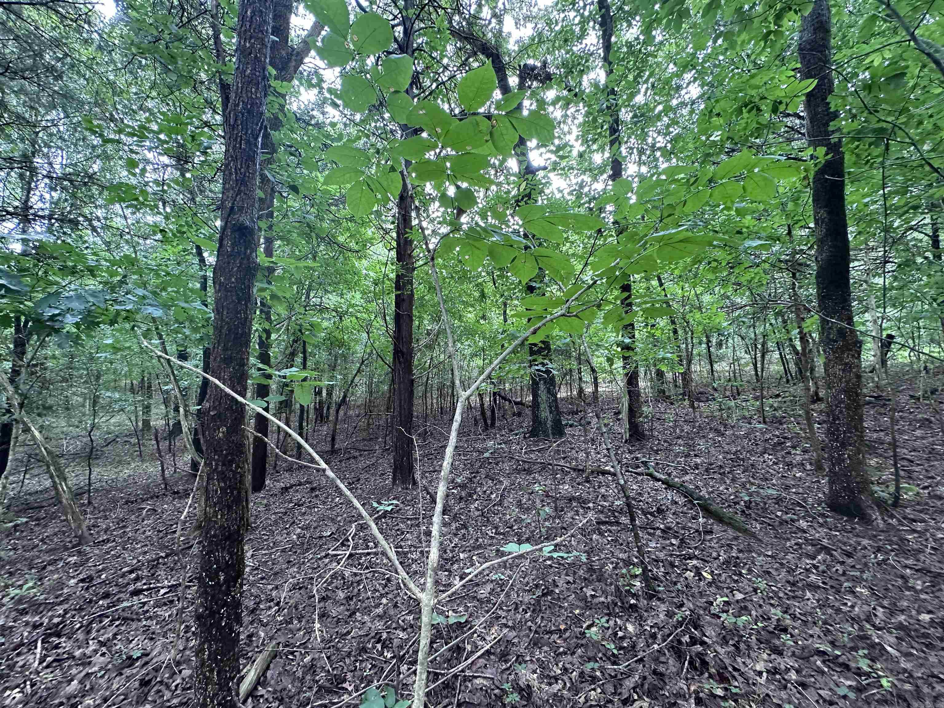1 Clay 472/461  Piggott, AR