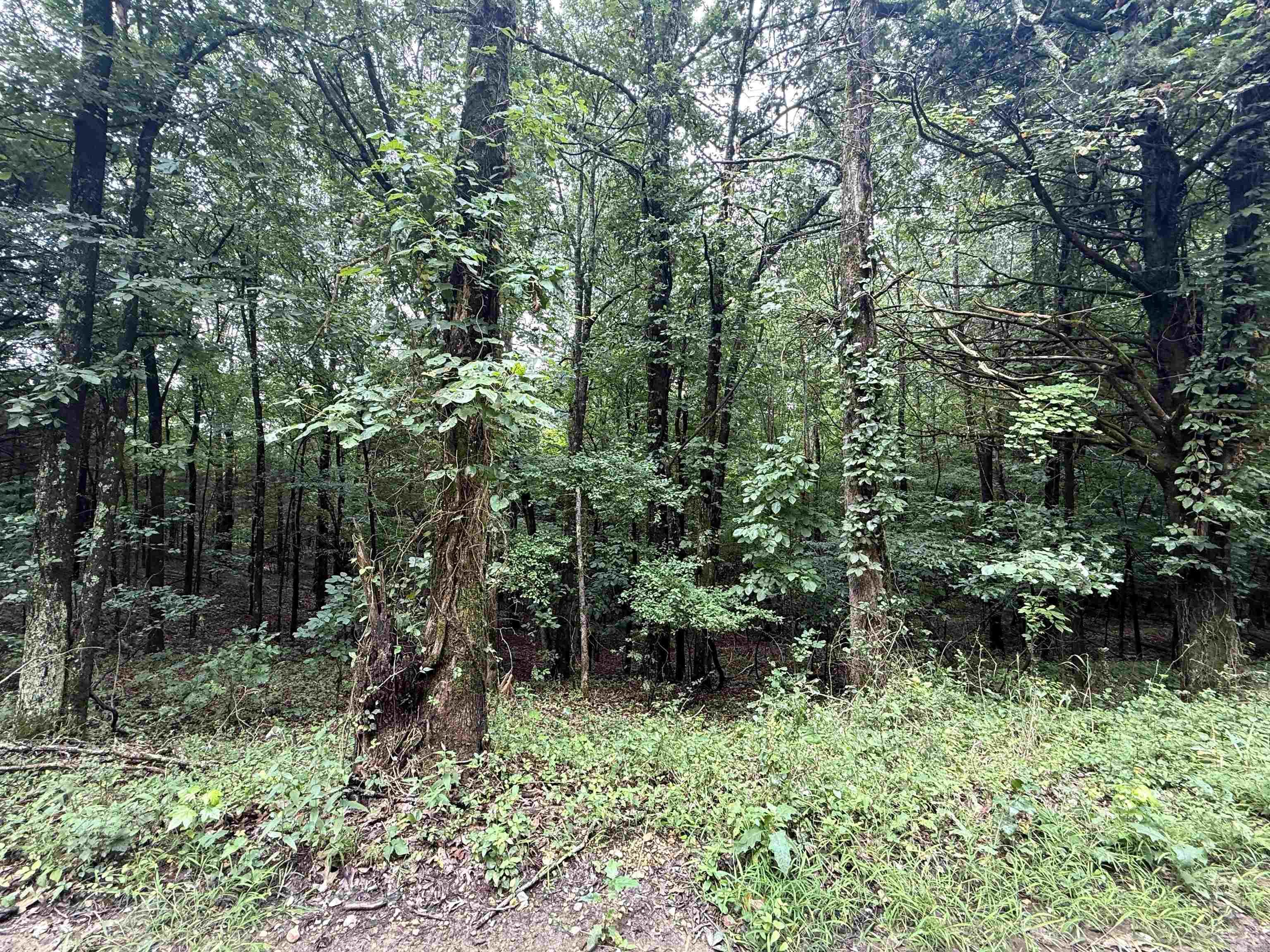 1 Clay 472/461  Piggott, AR