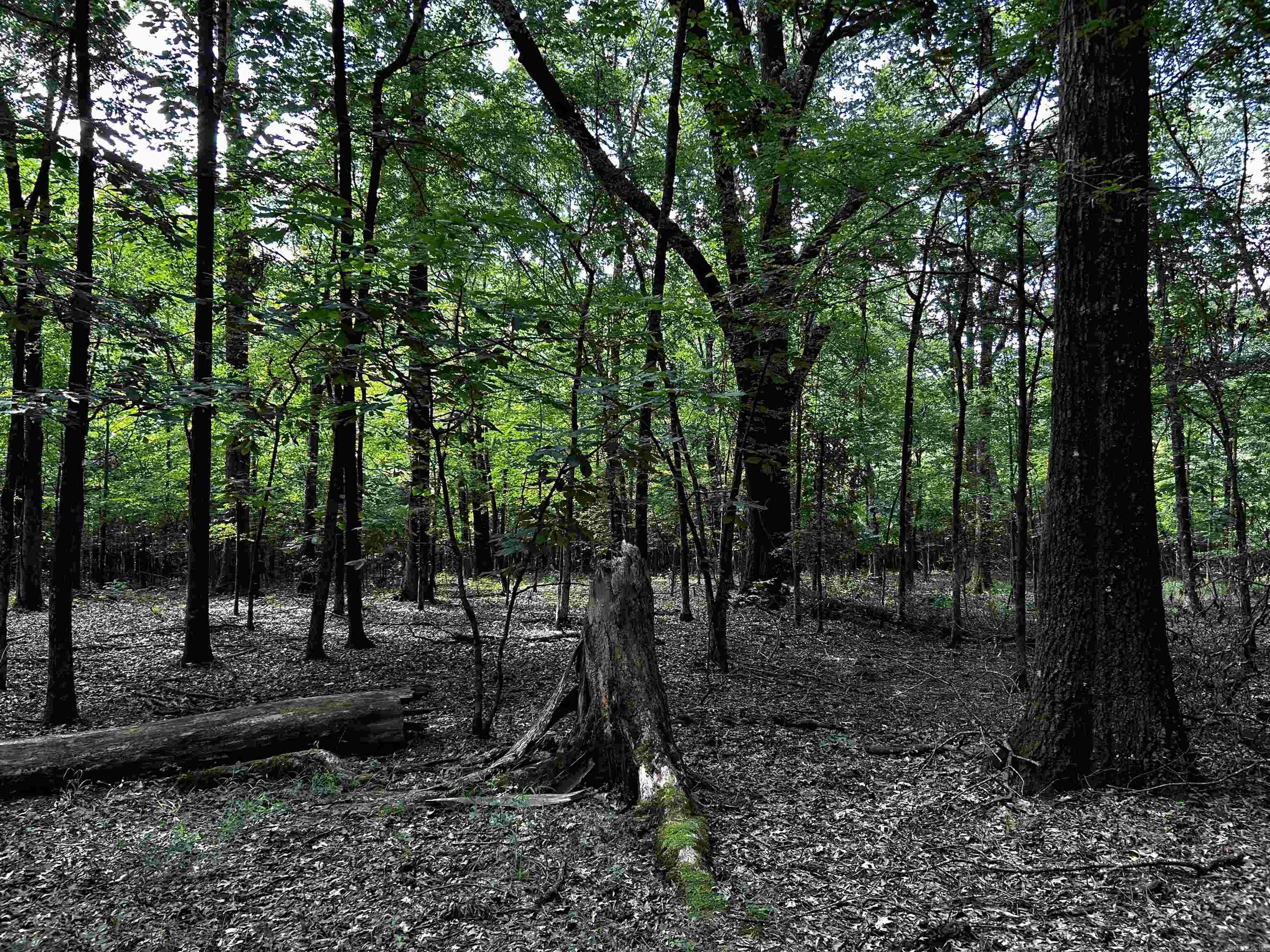  Woodfin Road  Cotton Plant, AR