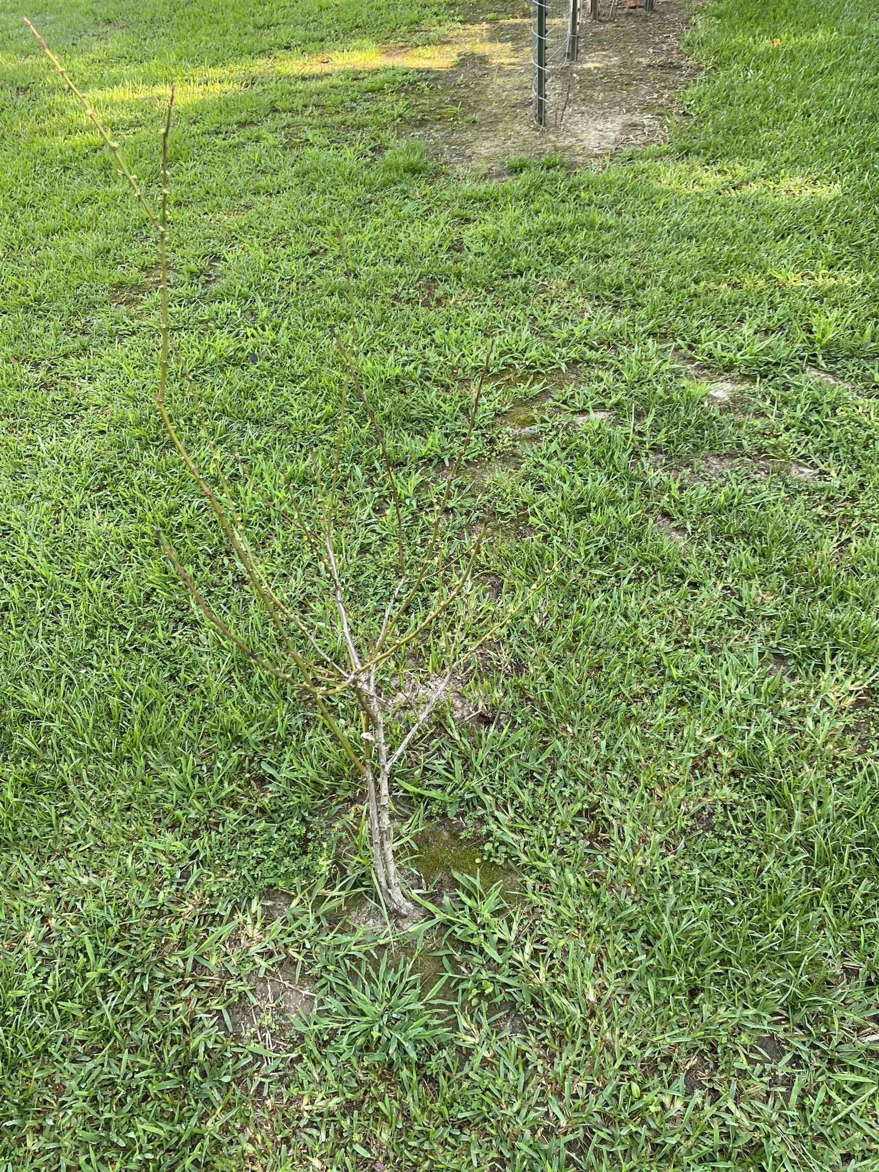 0 Lee Ave  Conway, AR