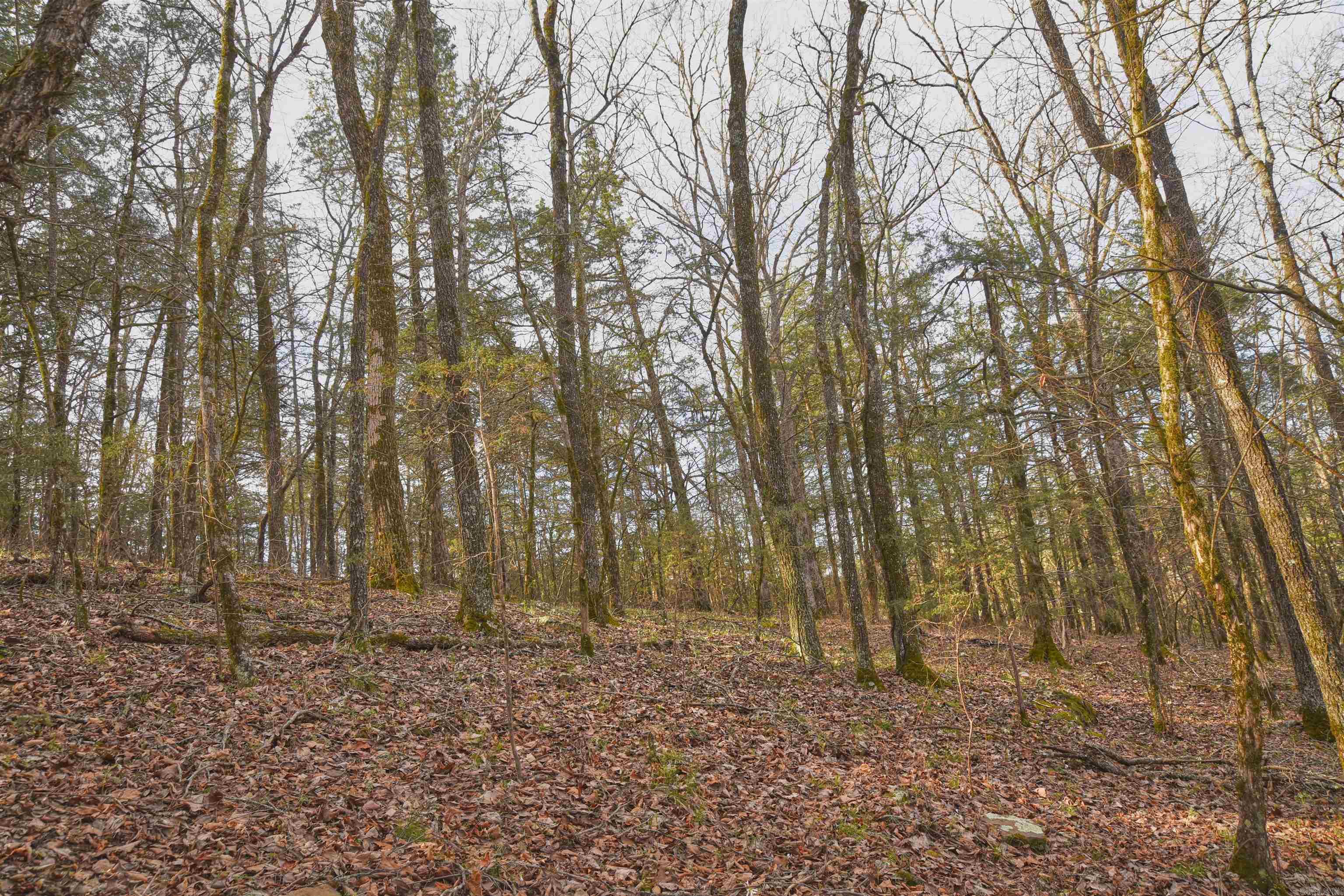7.5 acres Mountain Meadows Road  Shirley, AR