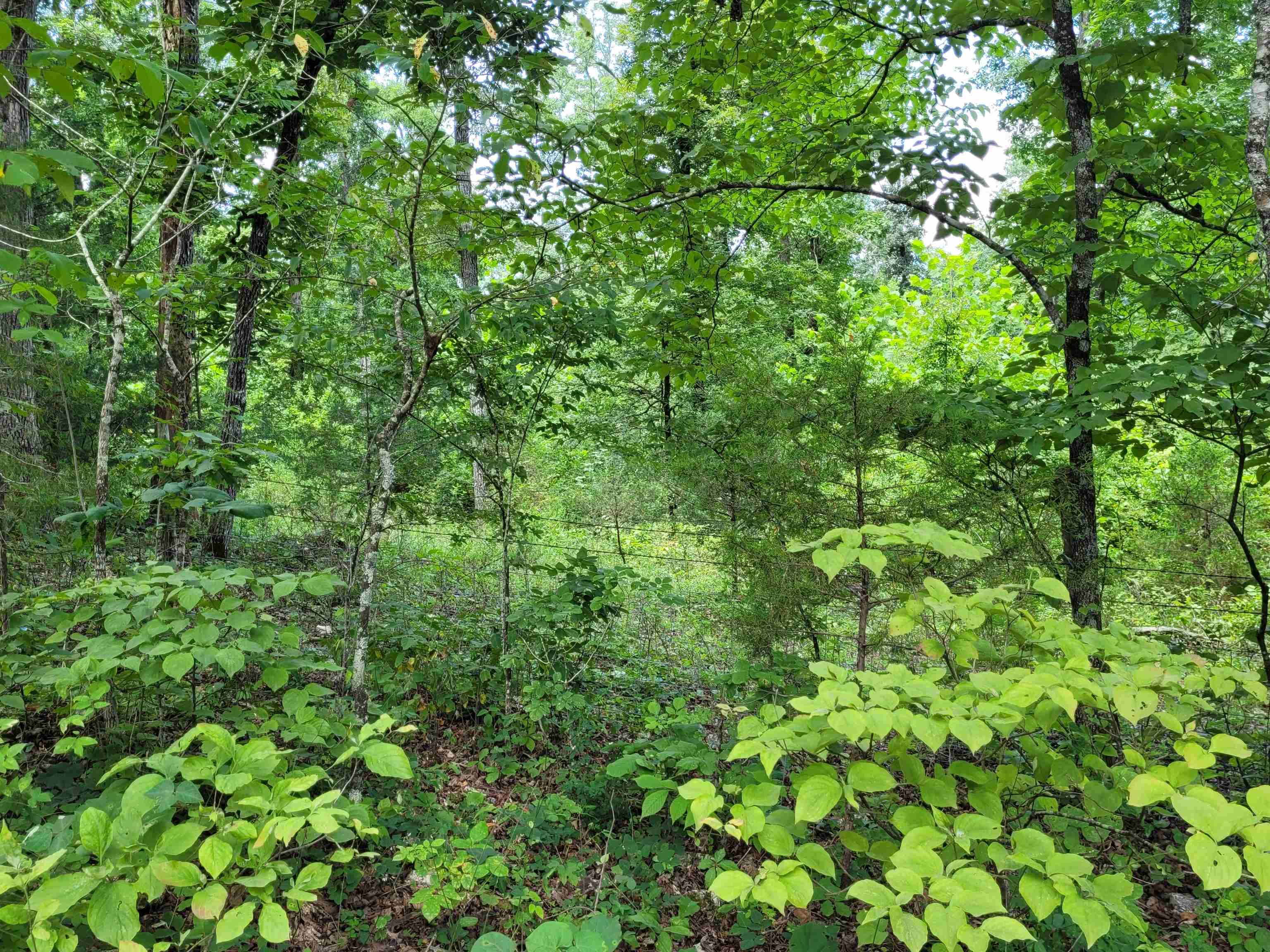 TBD Tall Timber Rd  Hardy, AR