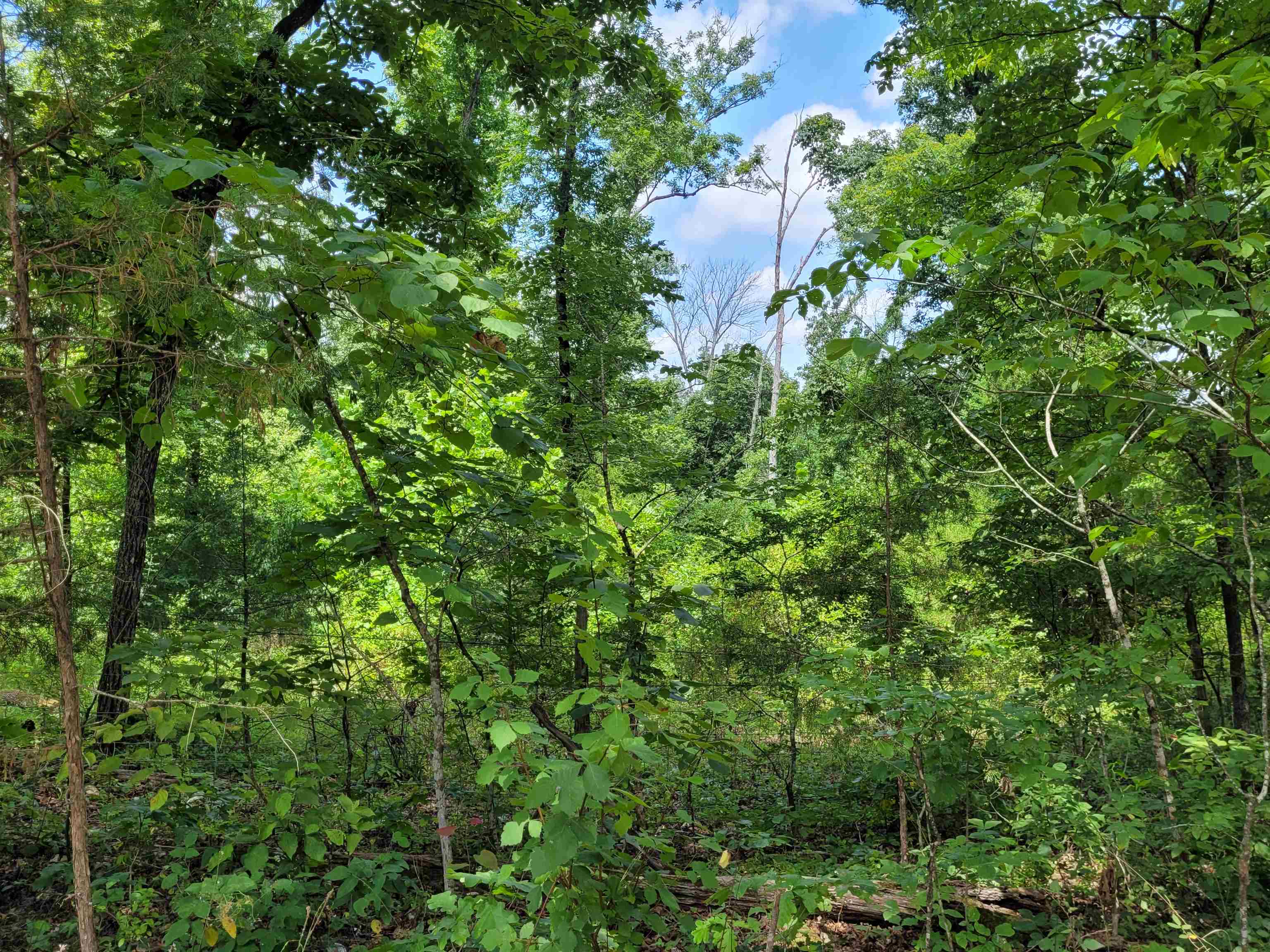 TBD Tall Timber Rd  Hardy, AR