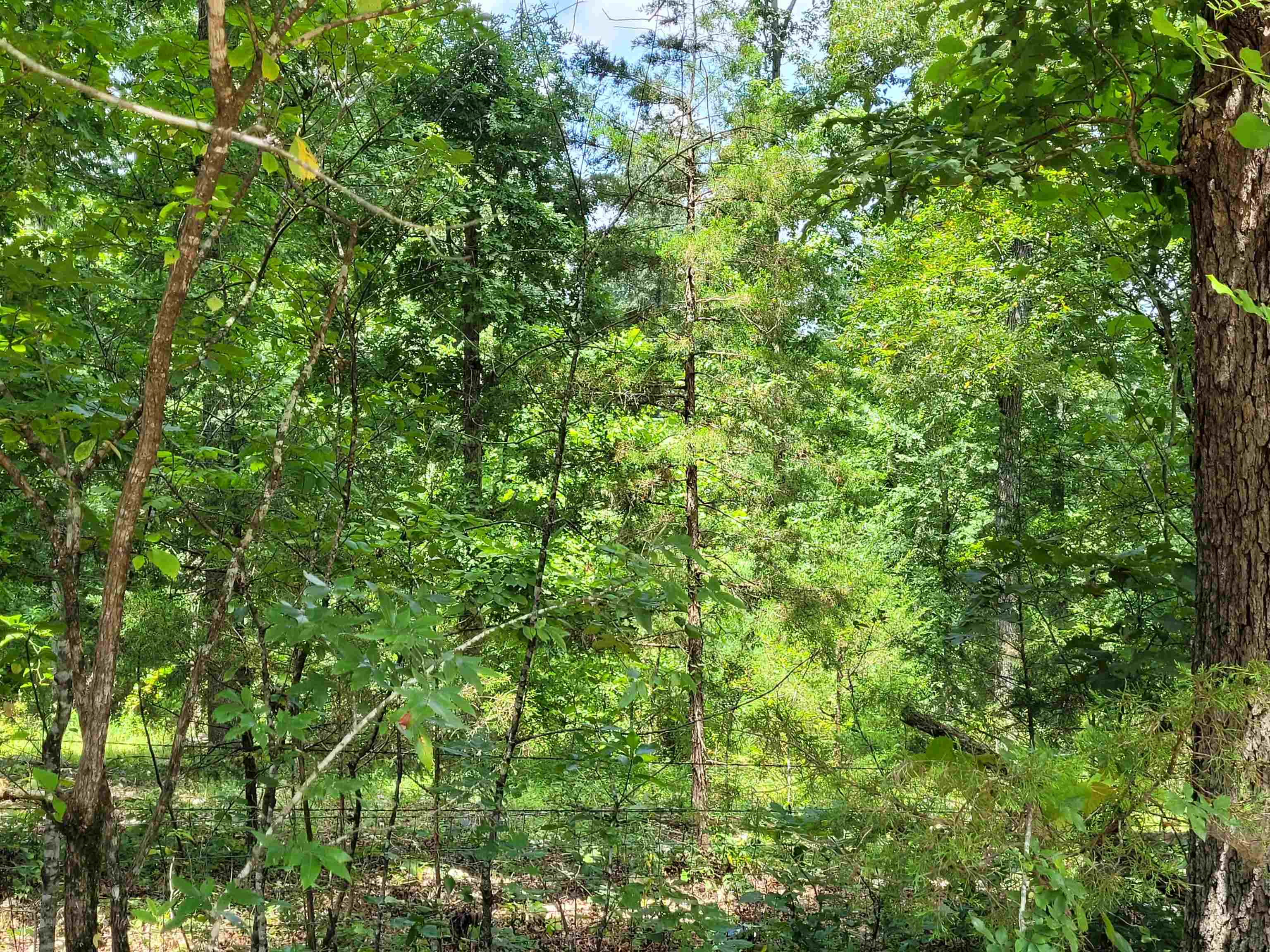TBD Tall Timber Rd  Hardy, AR